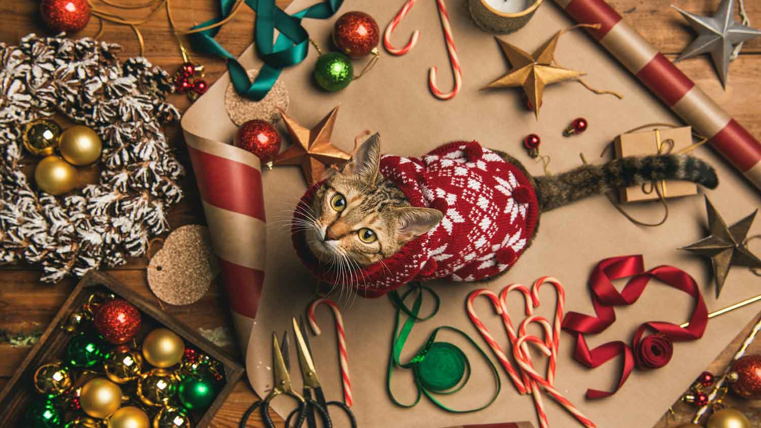 Christmas Hazards for Cats