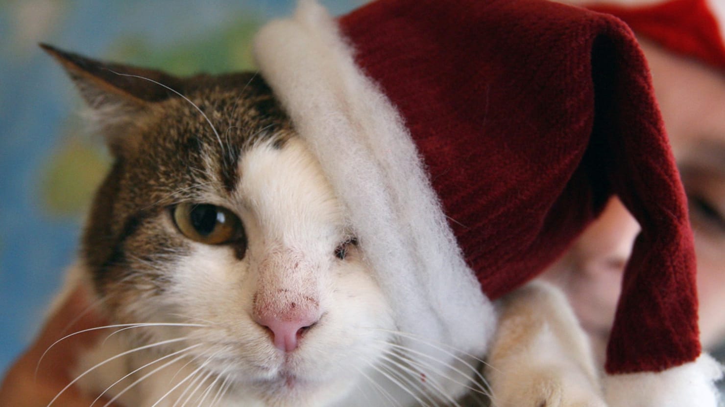 Christmas Cats (Photos)