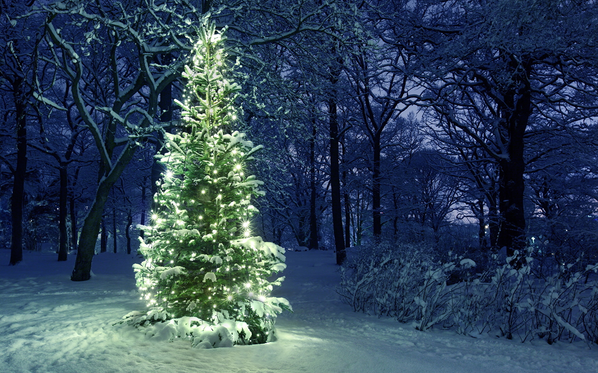 Wallpaper Christmas Nature New Year tree Snow Fairy lights 1920x1200