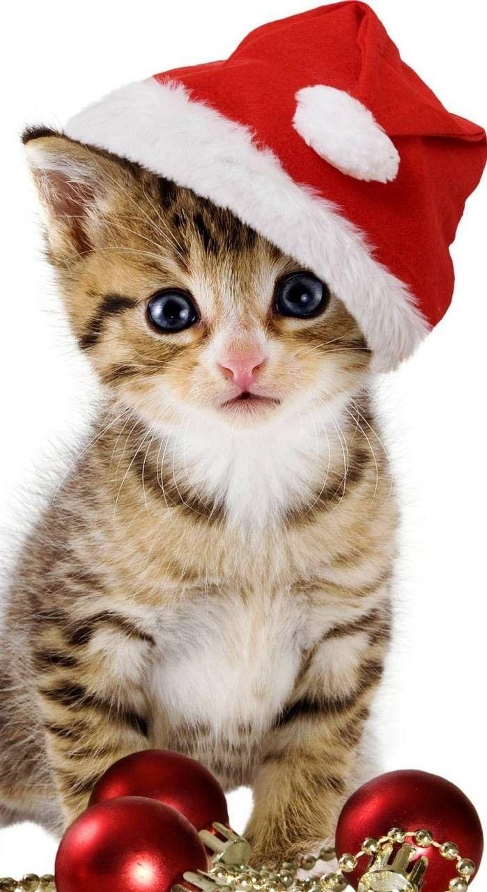 Cute Christmas Cat Wallpaper Download