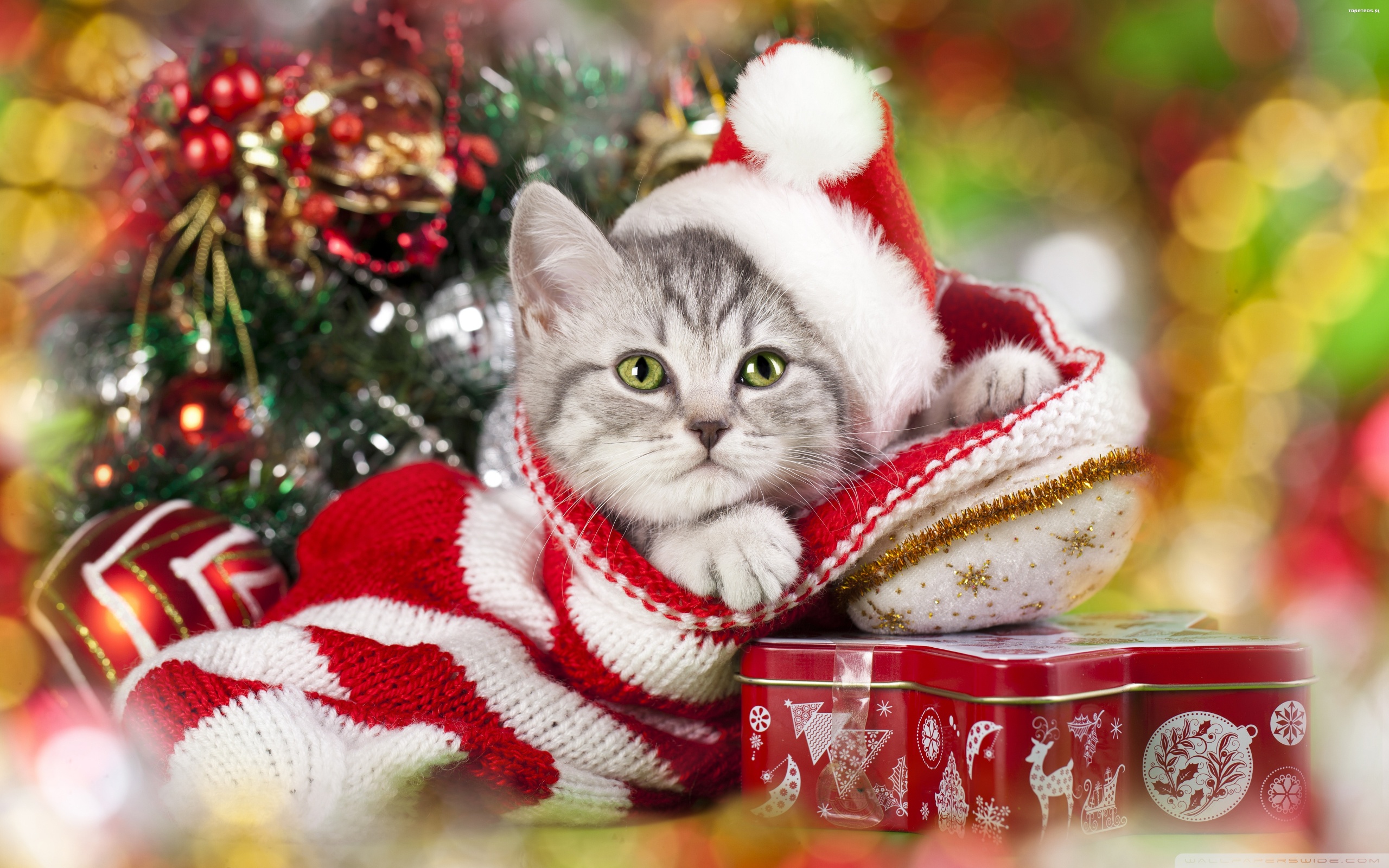 Christmas cat Ultra HD Desktop Background Wallpaper for: Widescreen & UltraWide Desktop & Laptop