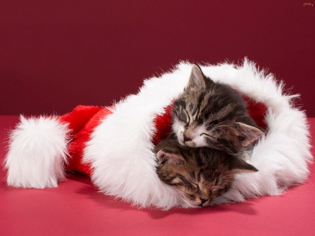 Cat Christmas Wallpaper (With High Quality) Update. Christmas kitten, Christmas cats, Cat sleeping