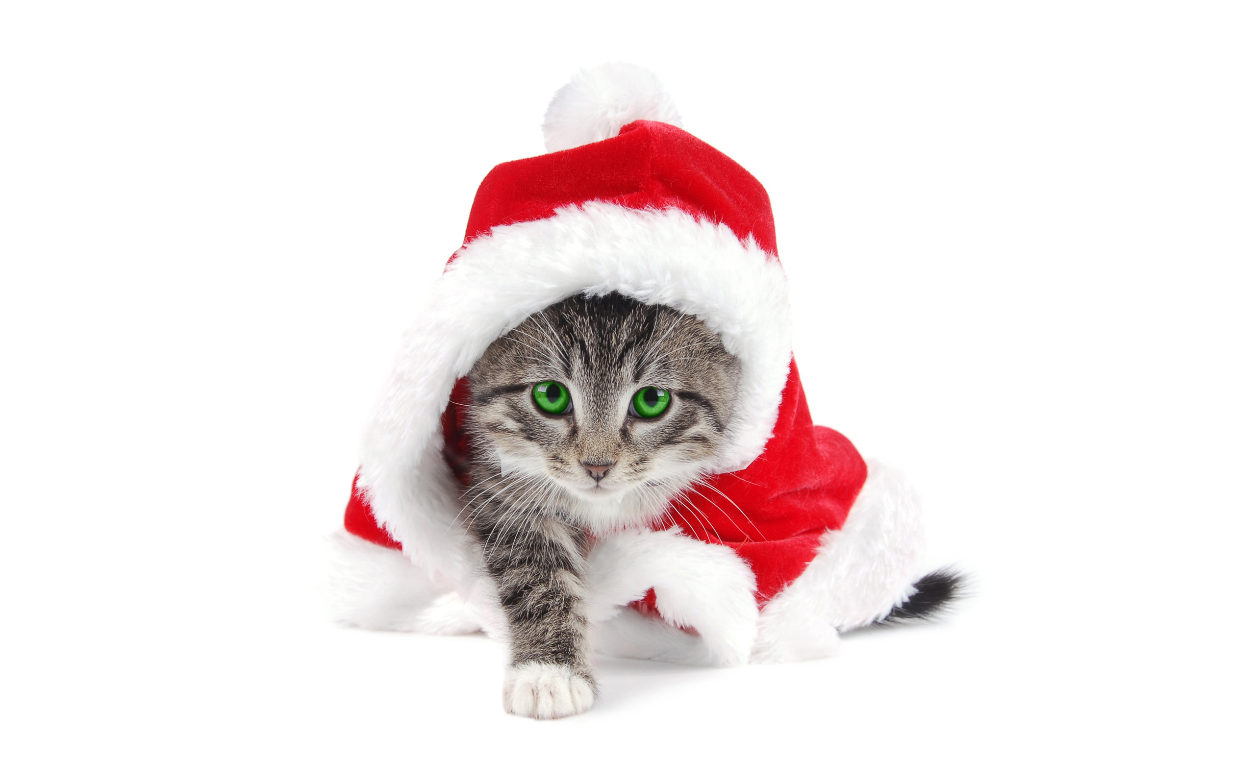 Christmas Kitty For C