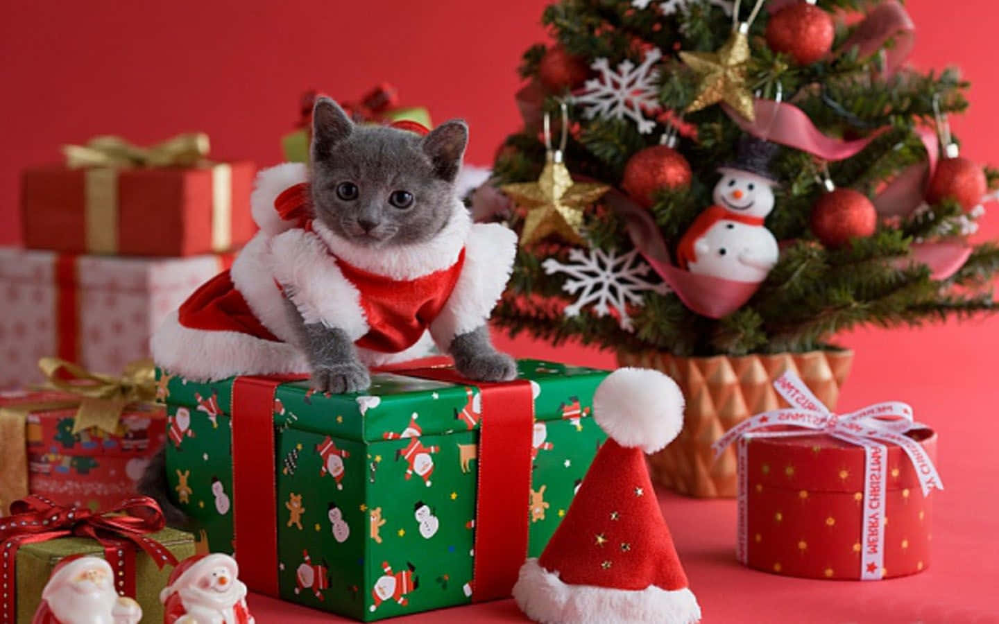 Christmas Cat Picture