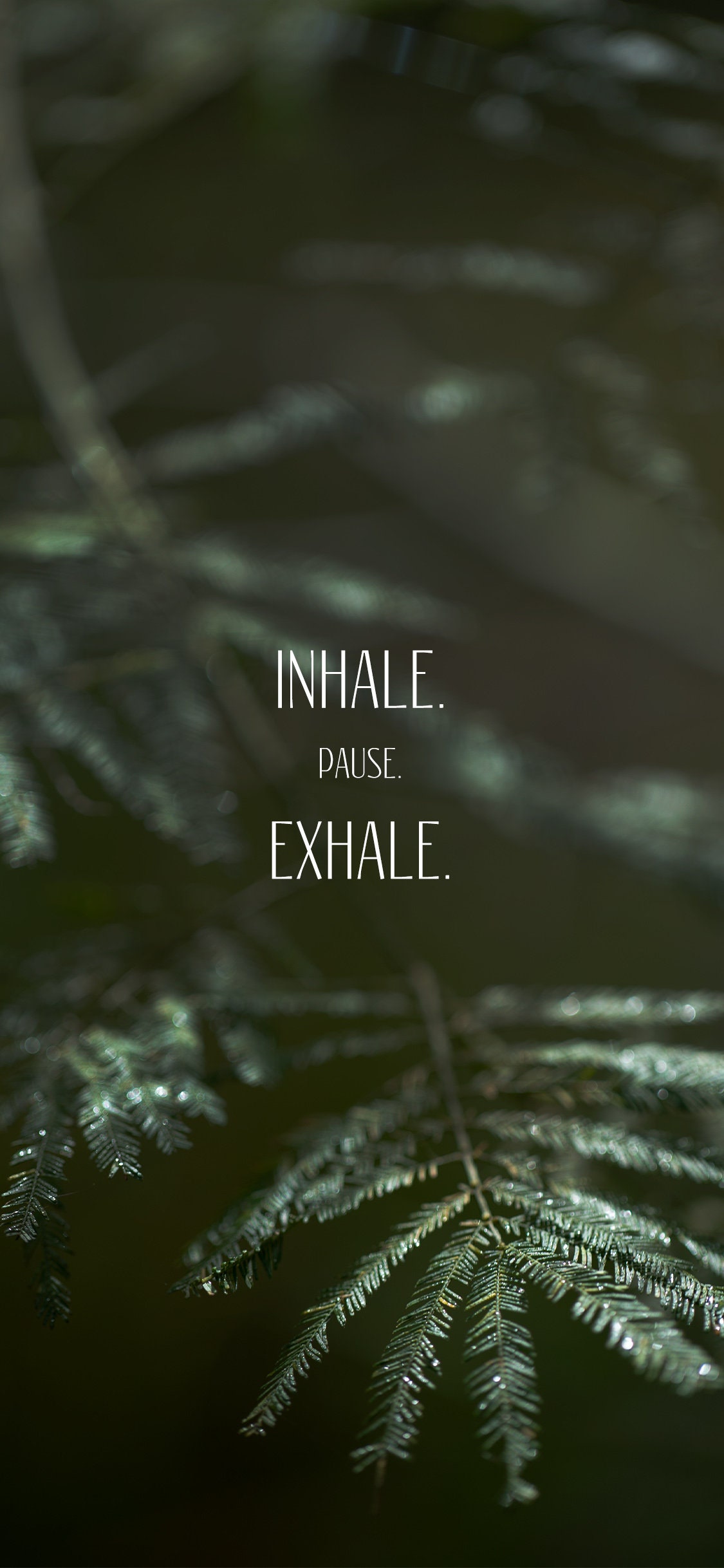 Inhale. Pause. Exhale. Phone Wallpaper