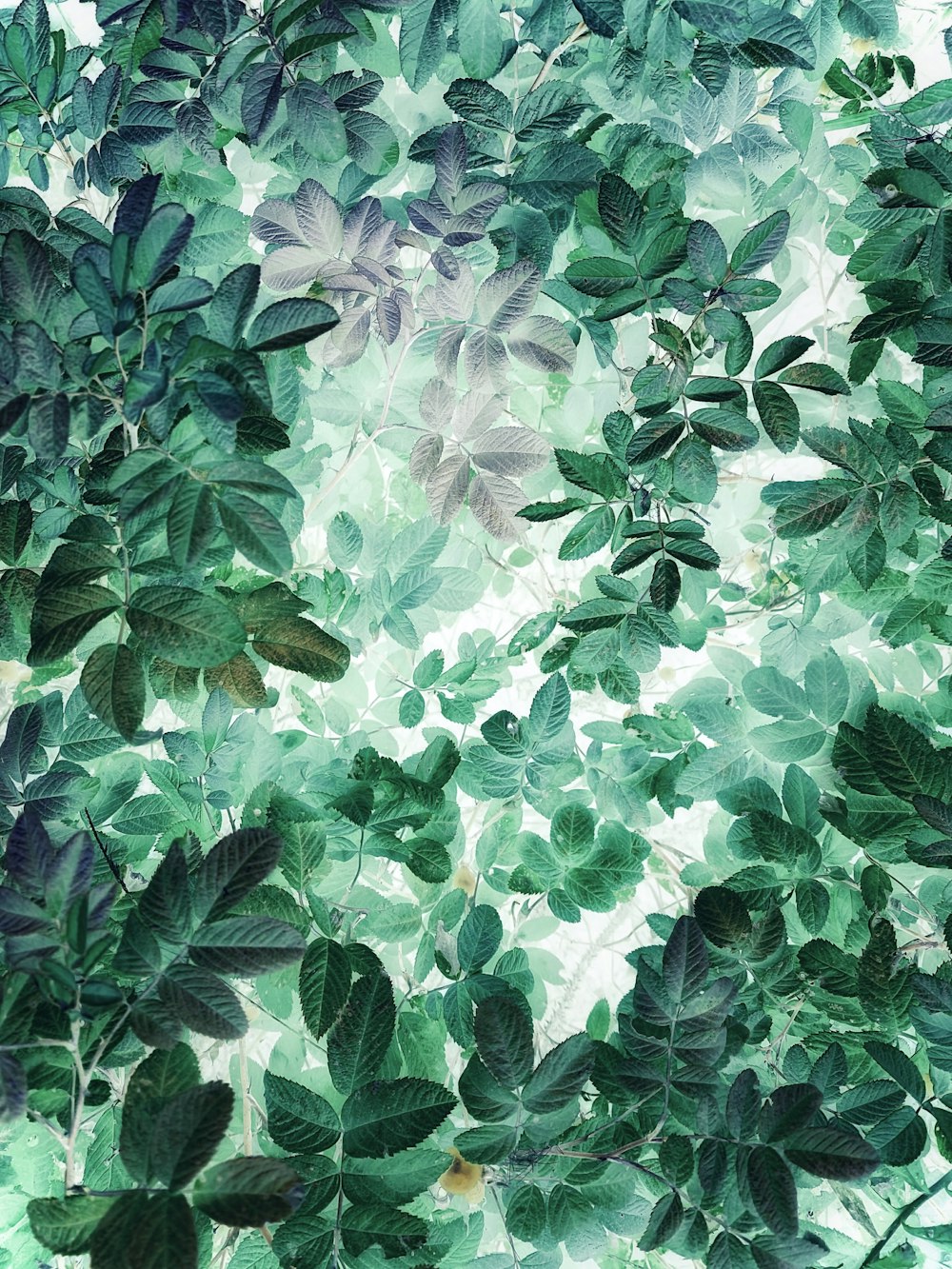 A painting of green leaves on a white background photo