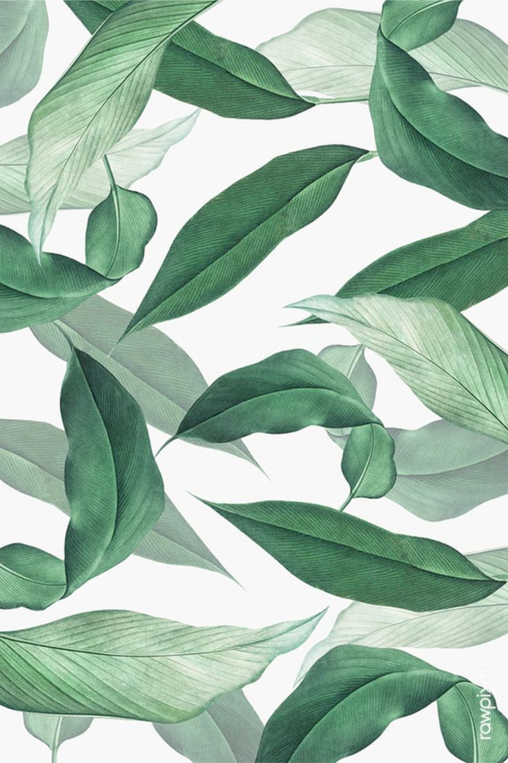 Free Tropical Leaves HD Illustration PNG for Home Decor Decoration Wall Art cheap free design. Leaf background, Tropical leaves illustration, Leaves illustration