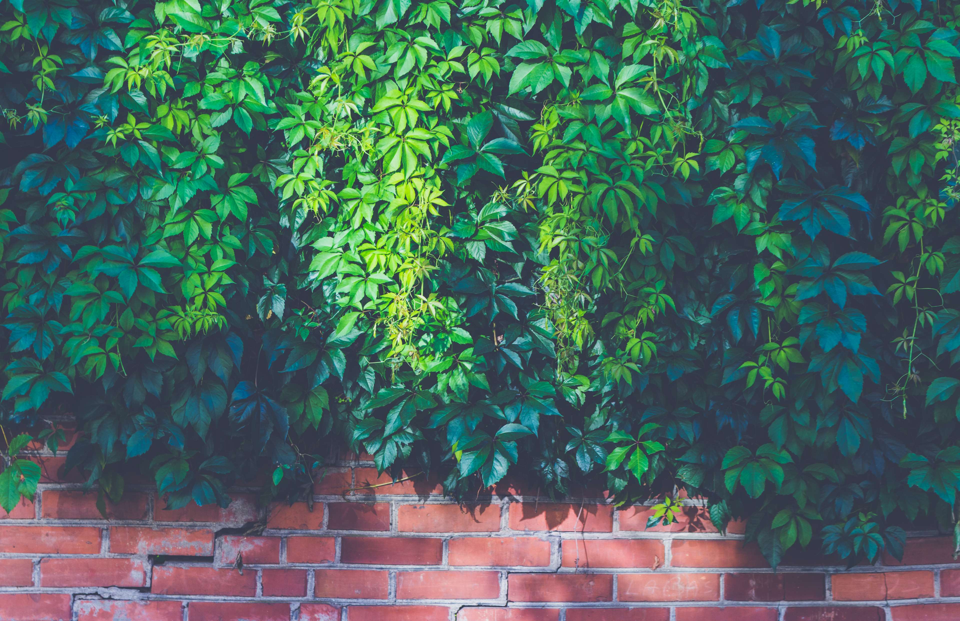 brick wall, bricks, bright, leaves, light, outdoors, pattern, plants, wall 4k wallpaper
