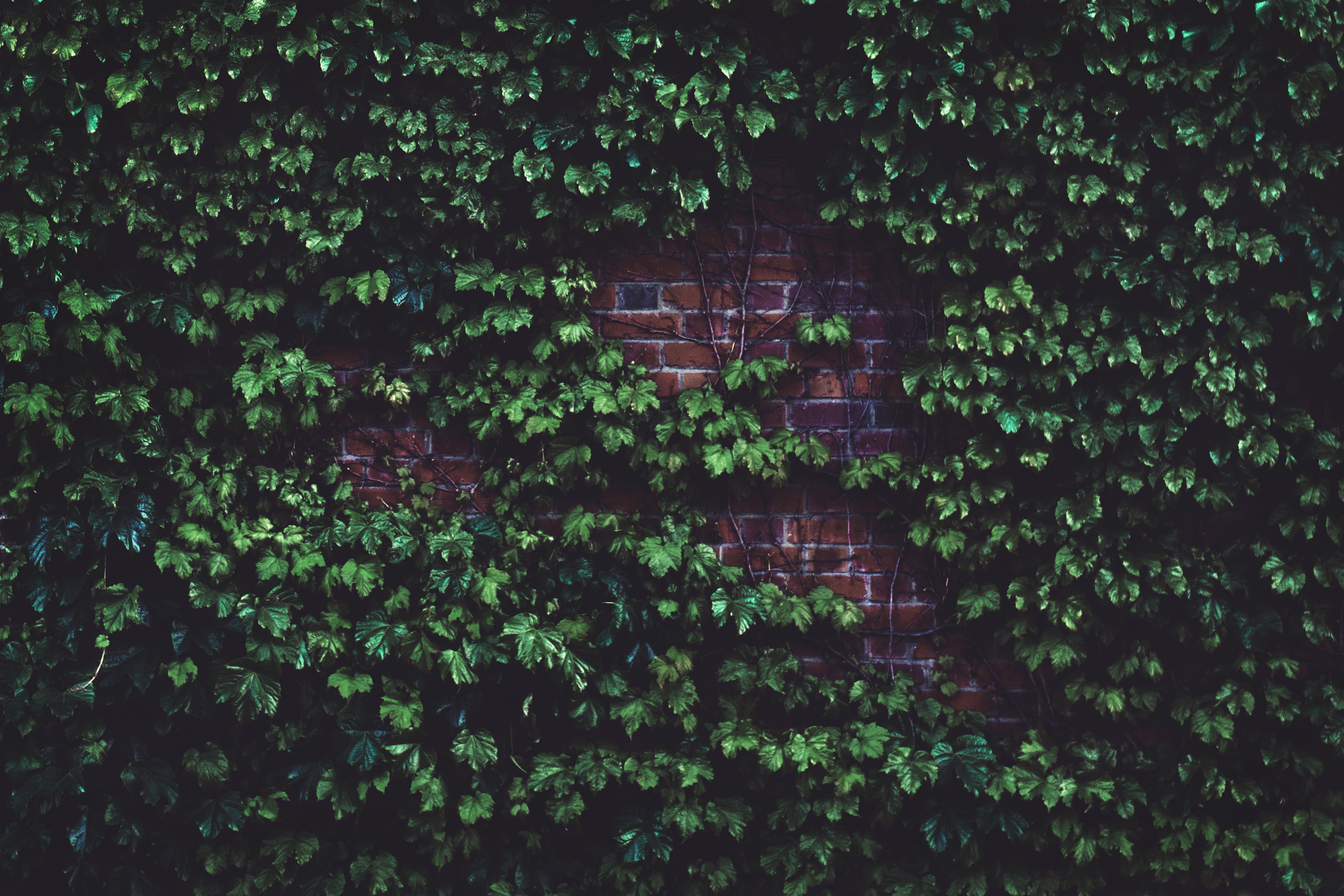 Brick Wall Photo, Download The BEST Free Brick Wall & HD Image