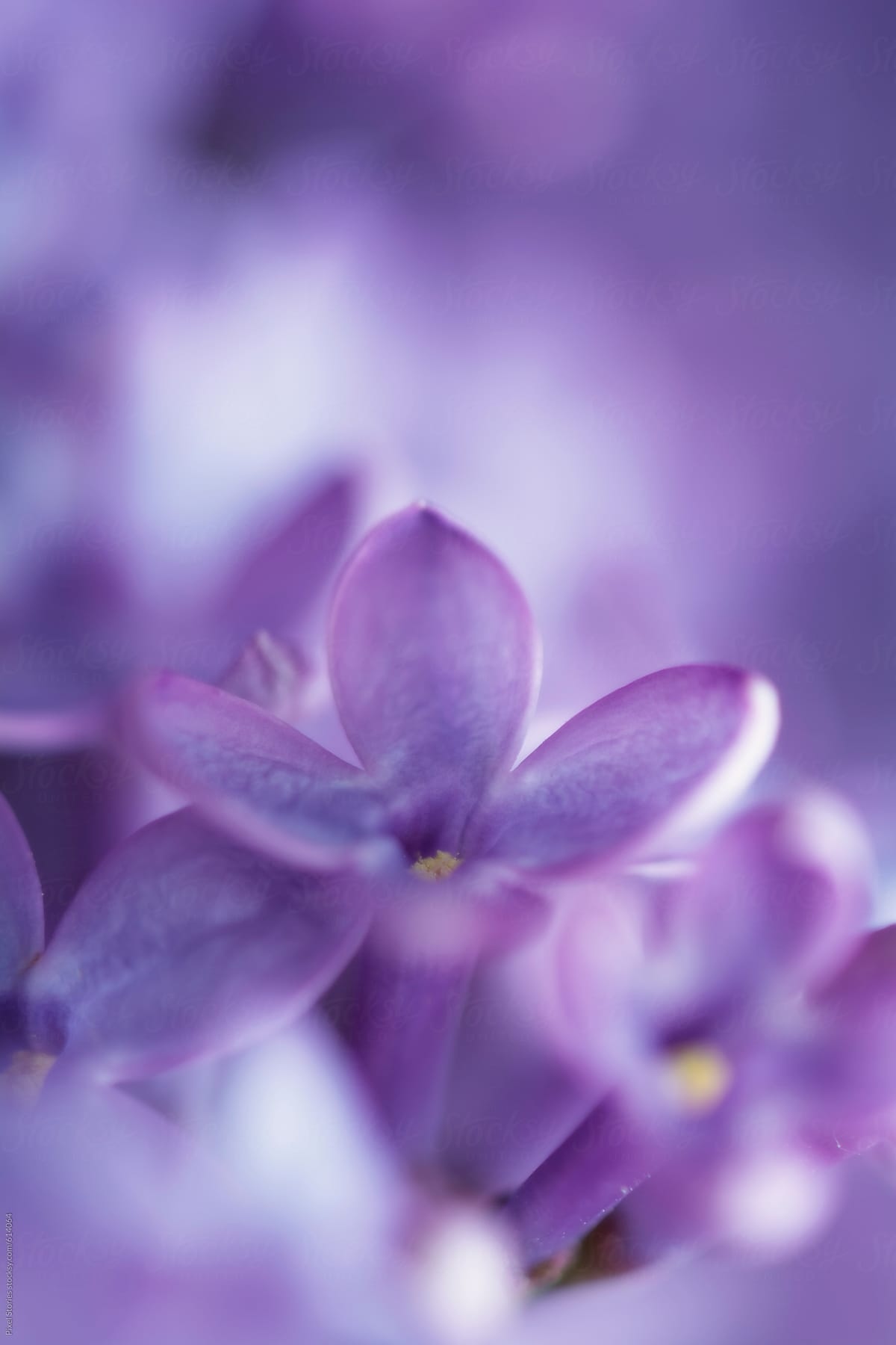 Light purple flowers Wallpaper Download