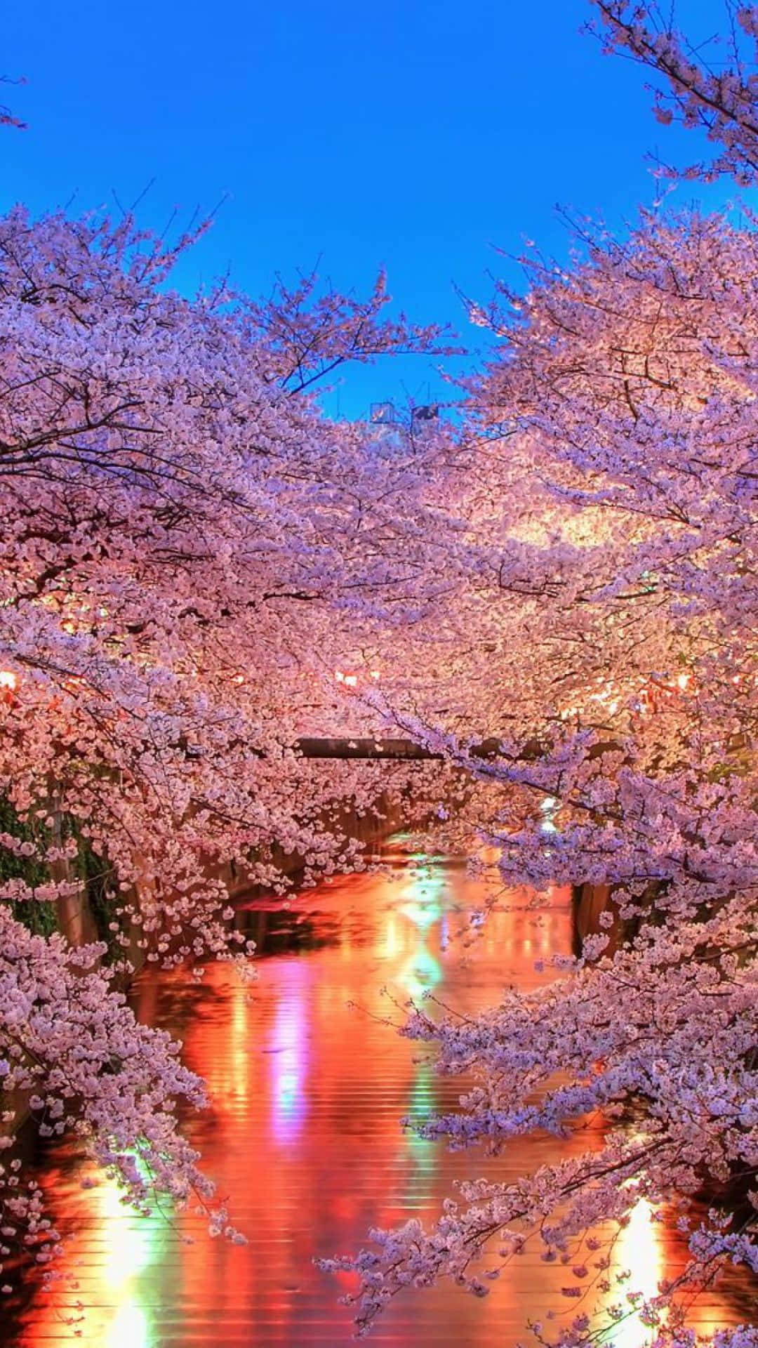 Night Cherry Blossom Wallpaper