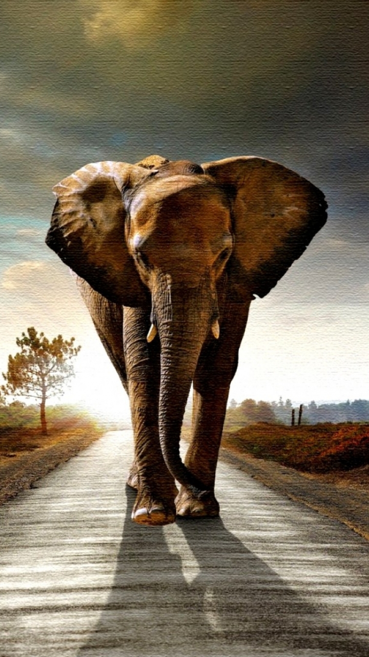 African bush elephant Phone Wallpaper