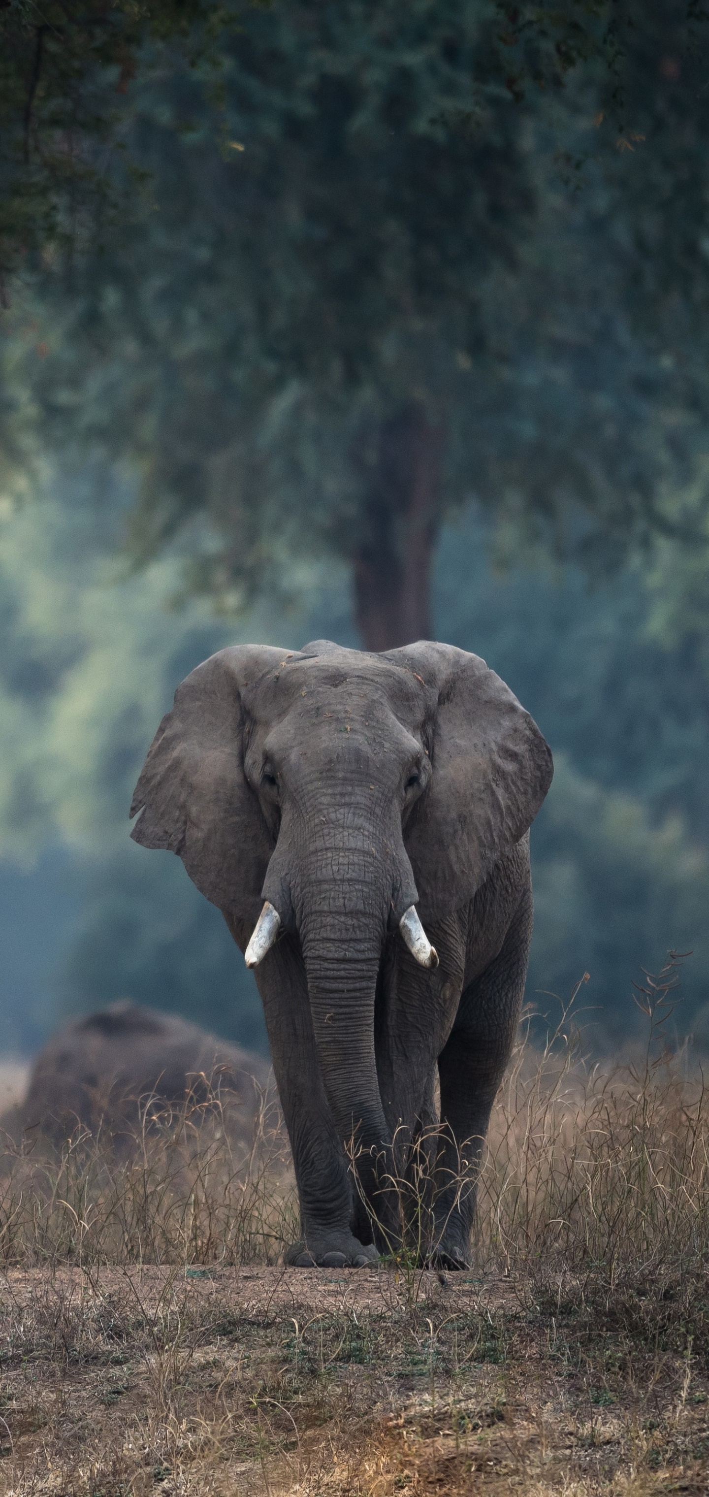 Animal African bush elephant, Elephant, Depth Of Field, 1440x3040 Phone HD Wallpaper