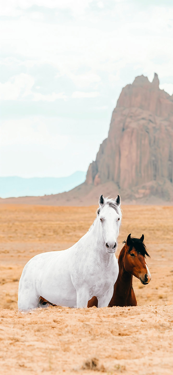 White And Brown Horses 4K Phone Wallpaper