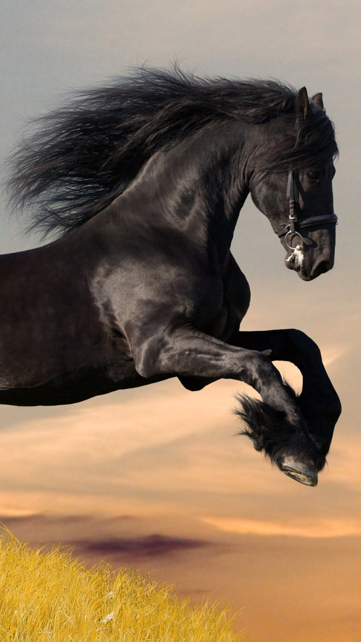 Download Friesian Horse wallpaper for mobile phone, free Friesian Horse HD picture