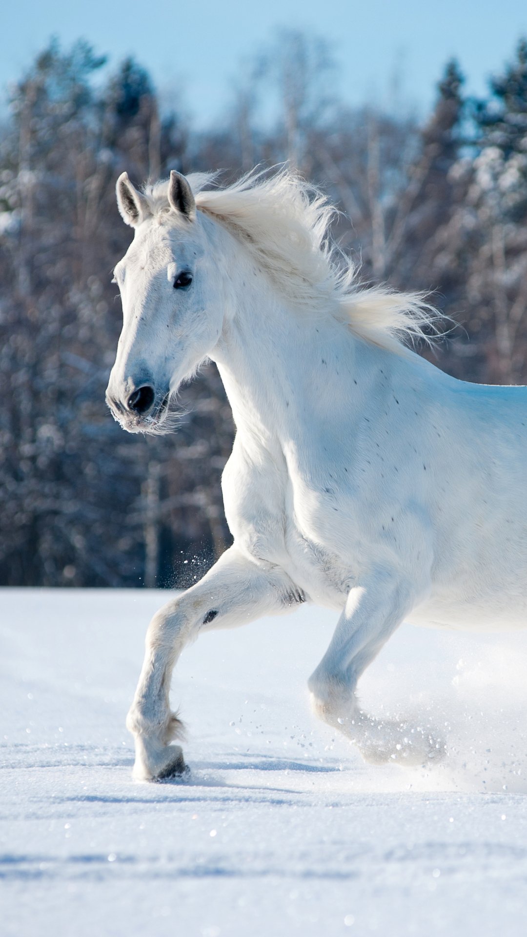 Beautiful white horse Wallpaper Download