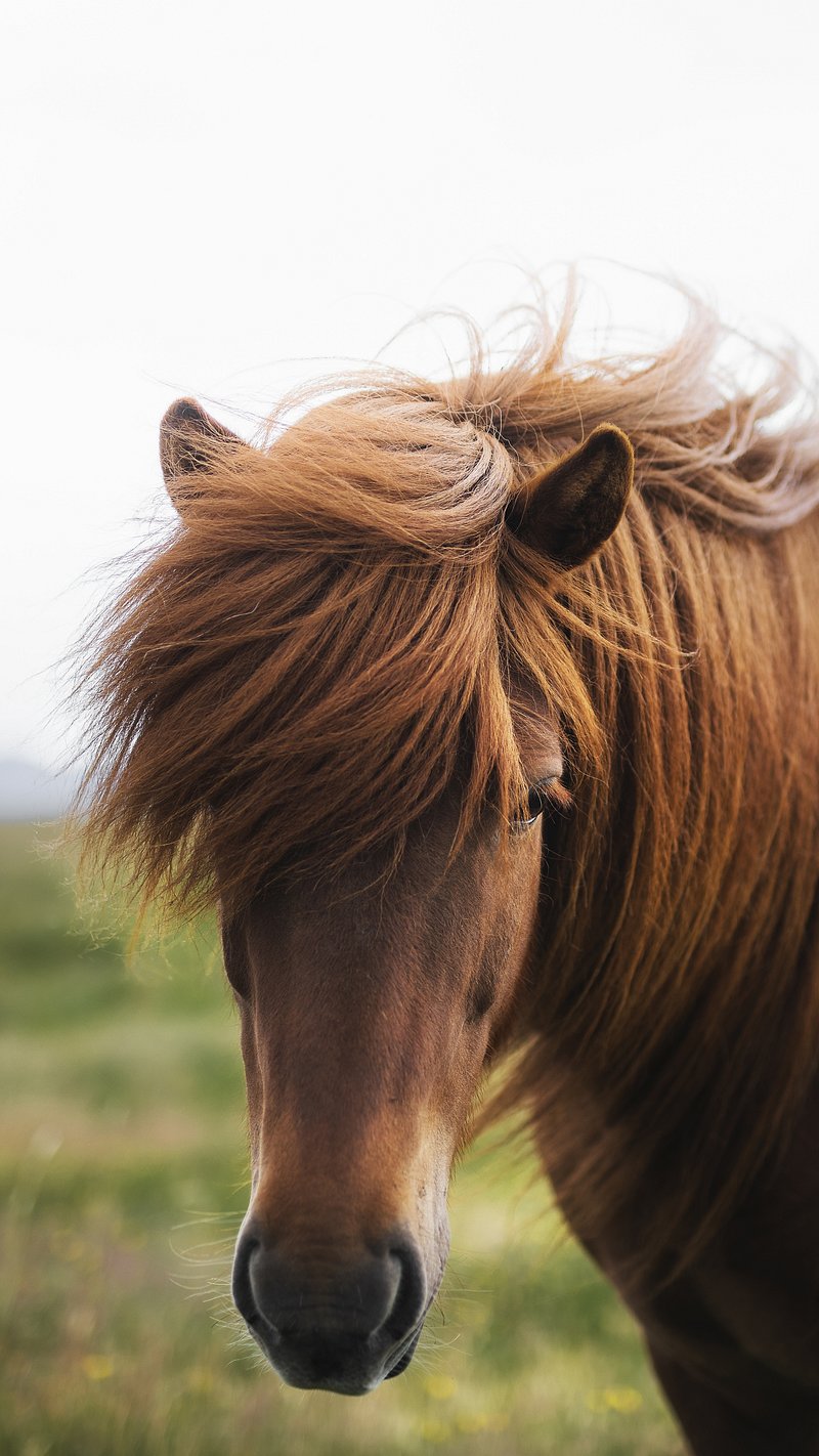 iPhone Wallpaper Horse Image Wallpaper