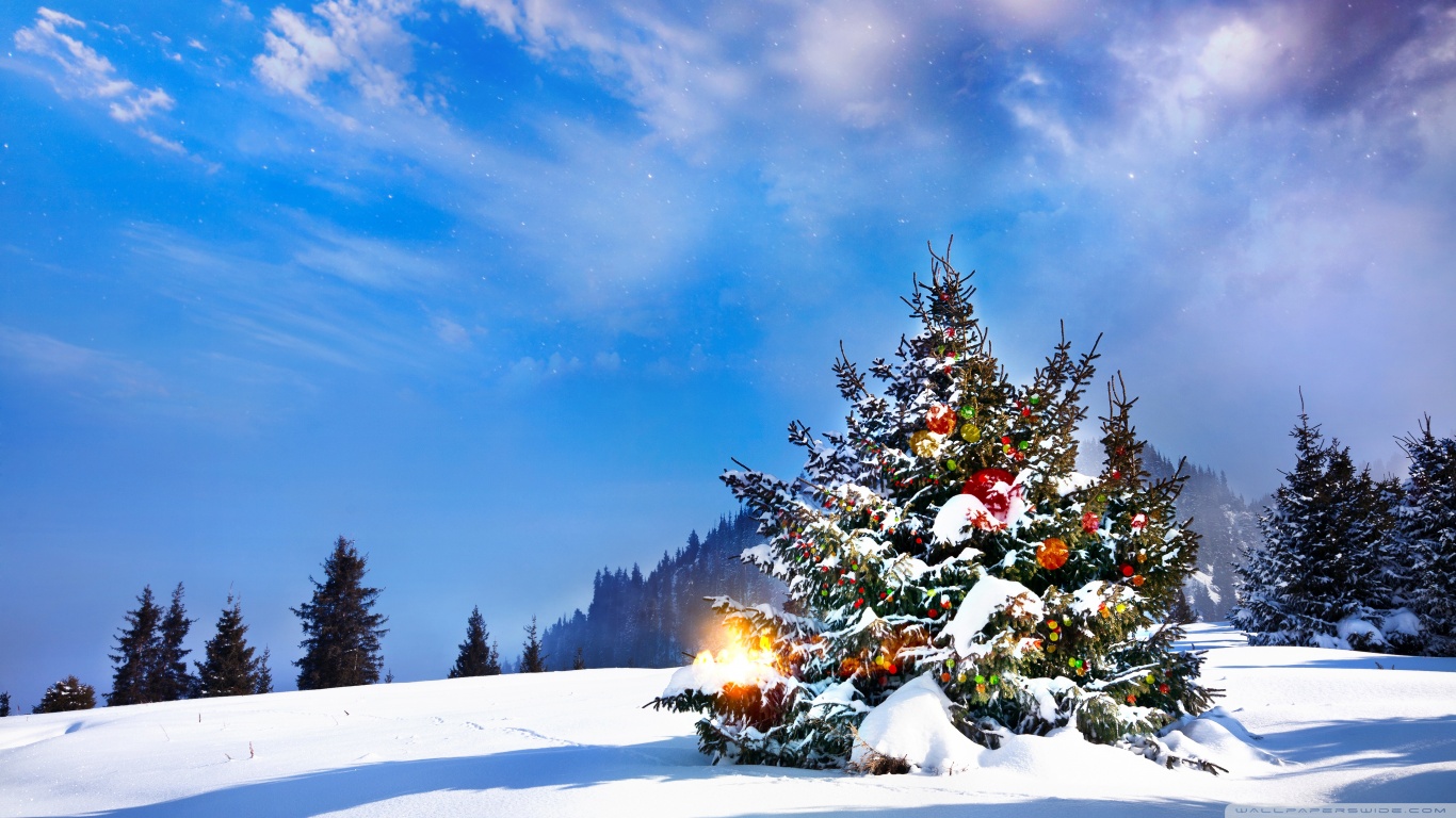 Christmas Trees Decorated Outside Ultra HD Desktop Background Wallpaper for 4K UHD TV, Widescreen & UltraWide Desktop & Laptop, Tablet