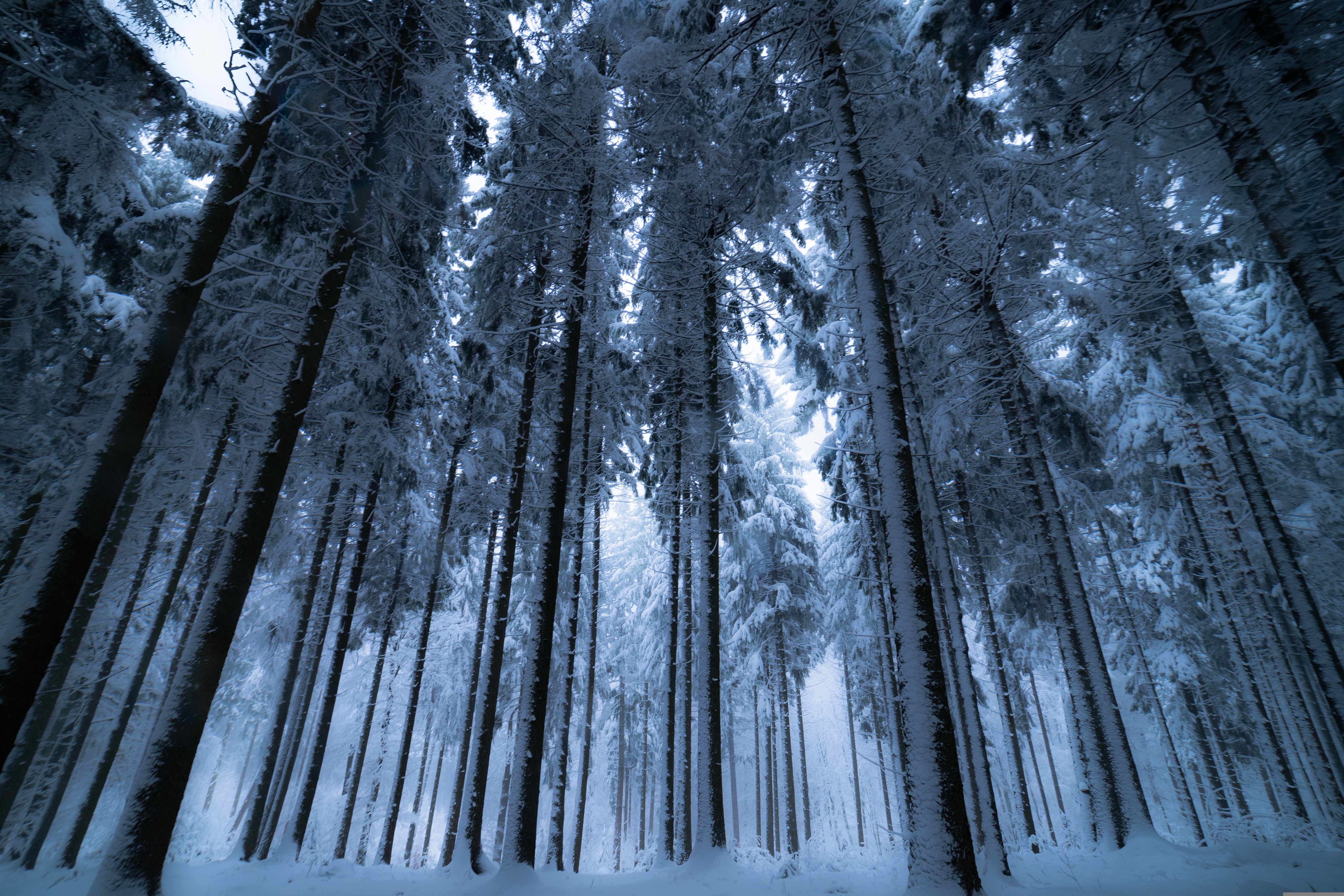 Winter forest Wallpaper 4K, Cold night