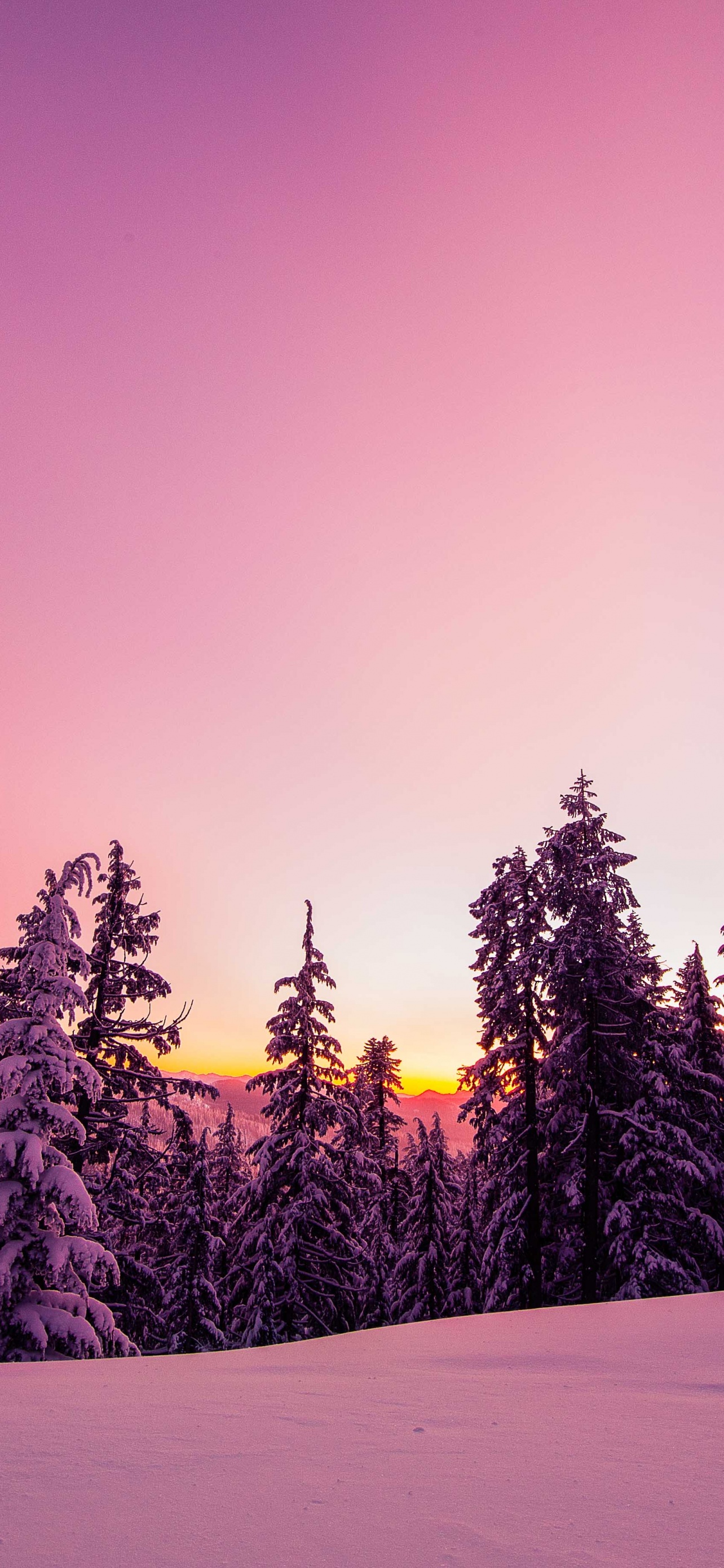 Winter Wallpaper 4K, Forest, Sunset