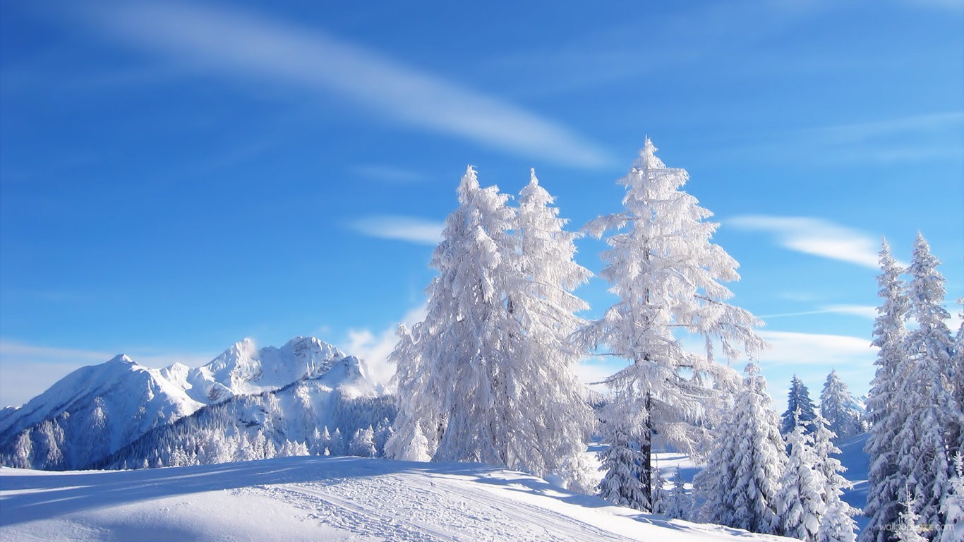 Free download Widescreen Christmas Tree Winter In The Mountains Wallpaper 1366768 [1366x768] for your Desktop, Mobile & Tablet. Explore Christmas in the Mountains Wallpaper. Snowy Mountains Wallpaper, Snow Mountains