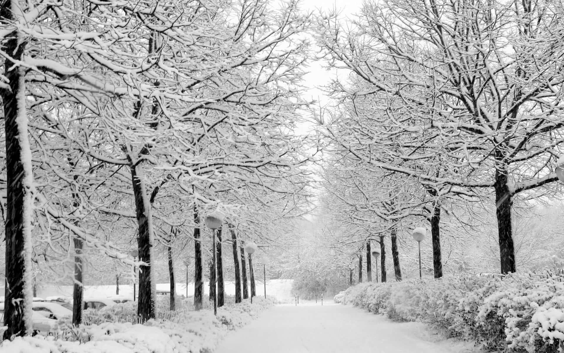 Download Image Serene and calming view of a secluded forest during a peaceful snowfall