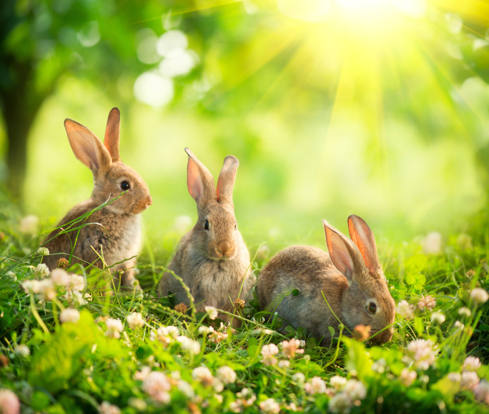 My Bunny Rabbit HD Wallpaper New Tab Theme