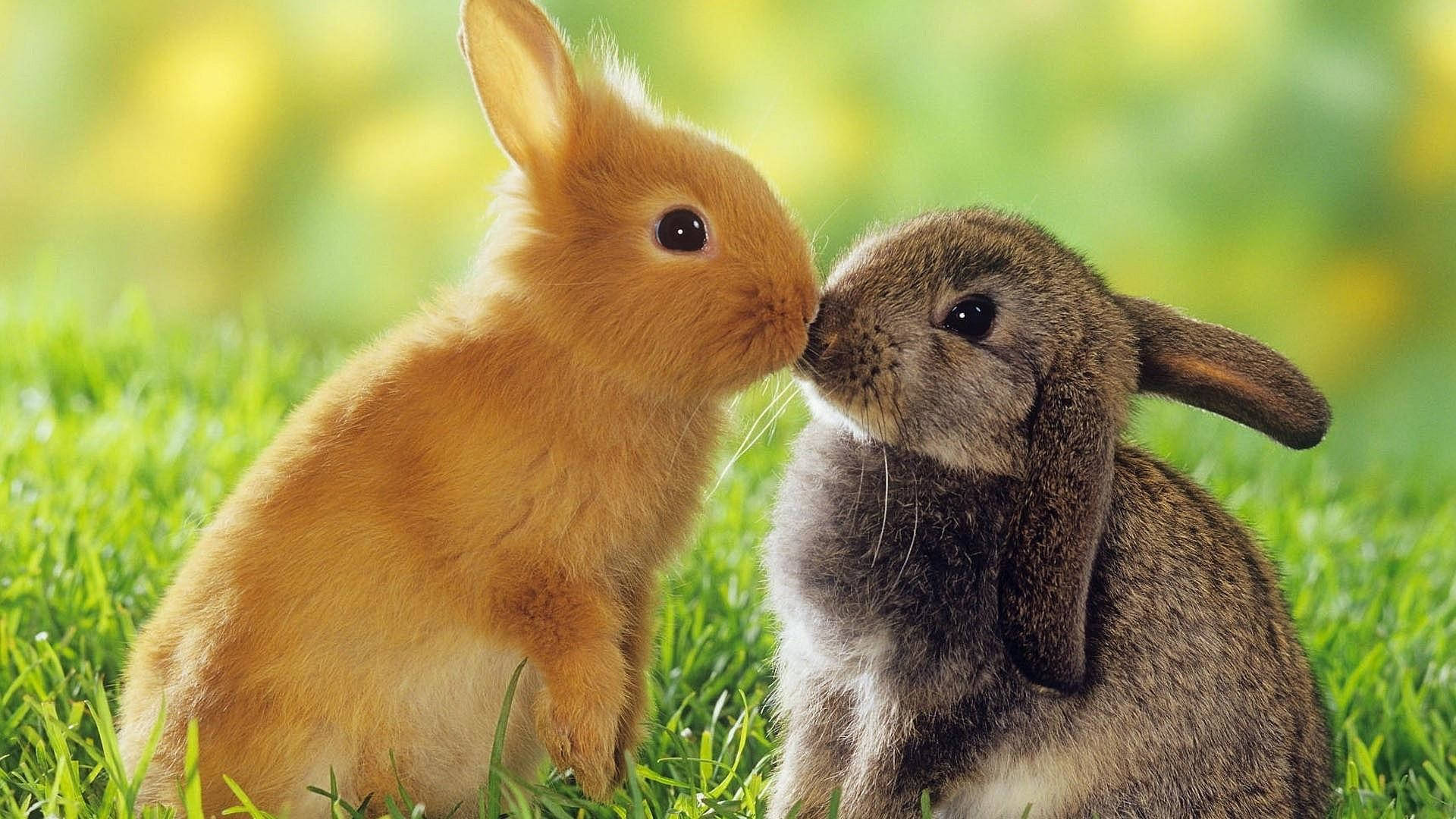 Download Cute Baby Bunnies Kissing Wallpaper