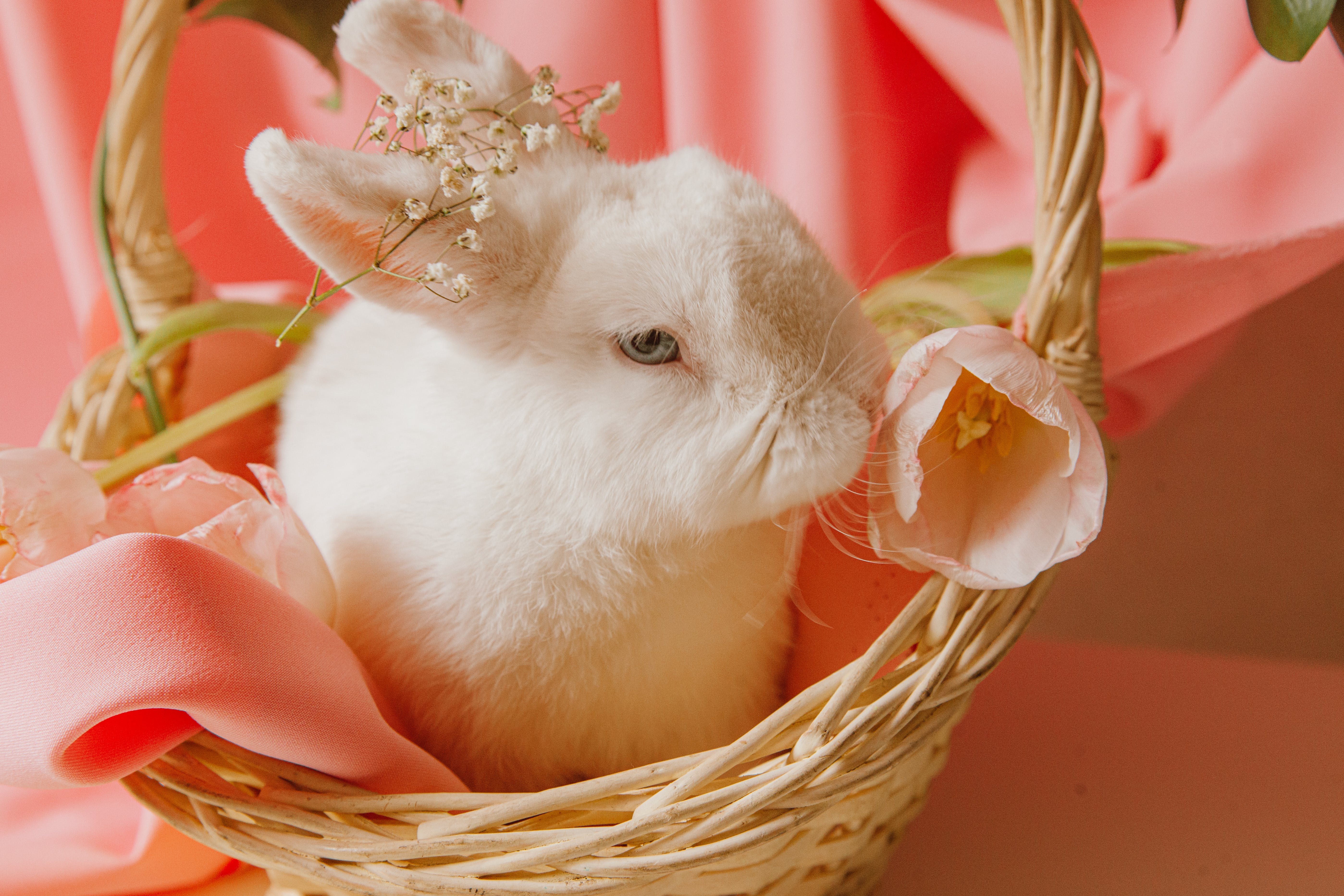 Cute Bunny Photo, Download The BEST