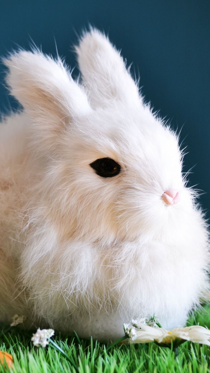 Cute, white bunny, animal, rabbit, 720x1280 wallpaper. Animal wallpaper, Cute animals, Animal kindom