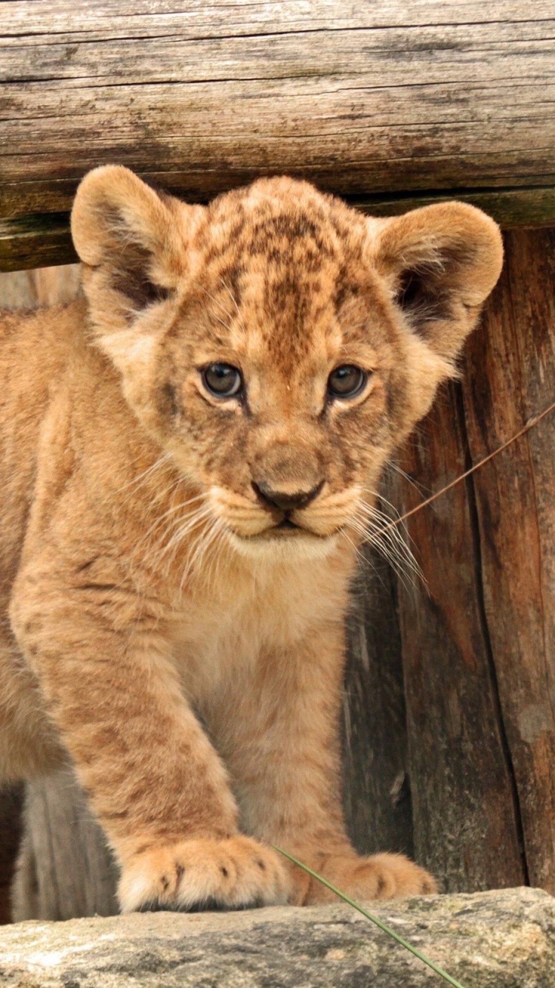 Lion cub. Zoo animals, Animals