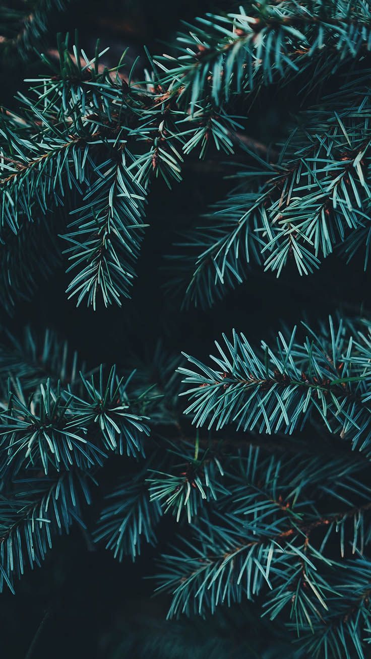 Sparkly Christmas iPhone Xs Max Wallpaper. Preppy Wallpaper. Wallpaper iphone christmas, Preppy wallpaper, Tree wallpaper