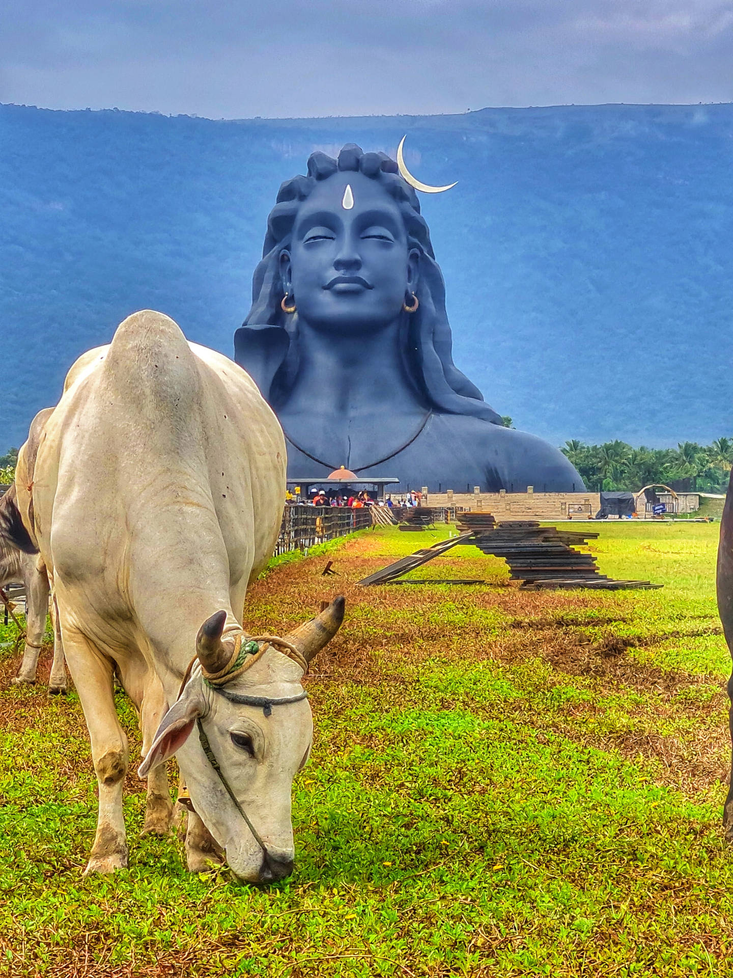 Download Cattle With Adiyogi 4k Wallpaper