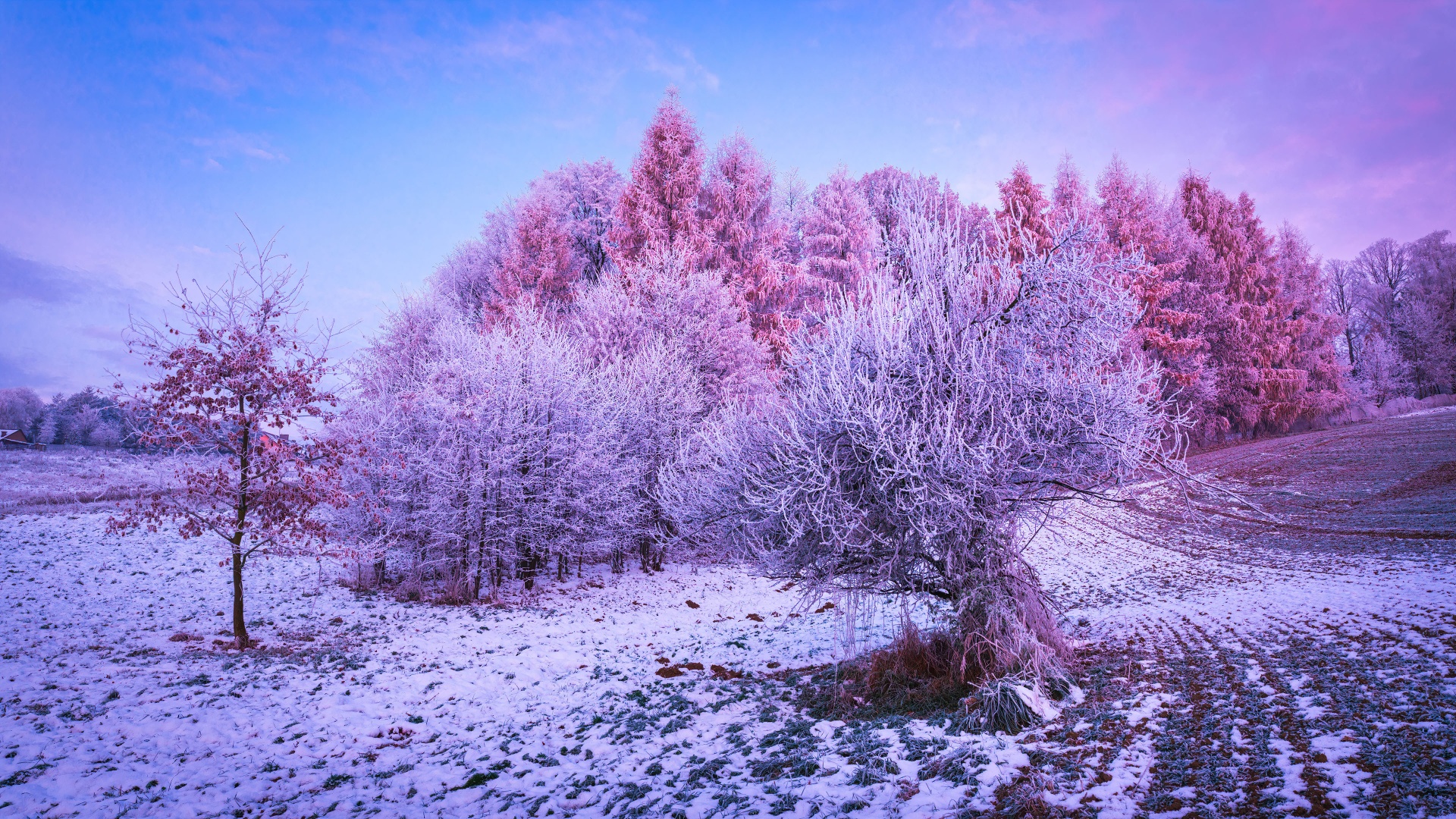 Winter forest Wallpaper 4K, Trees, Landscape, Frost