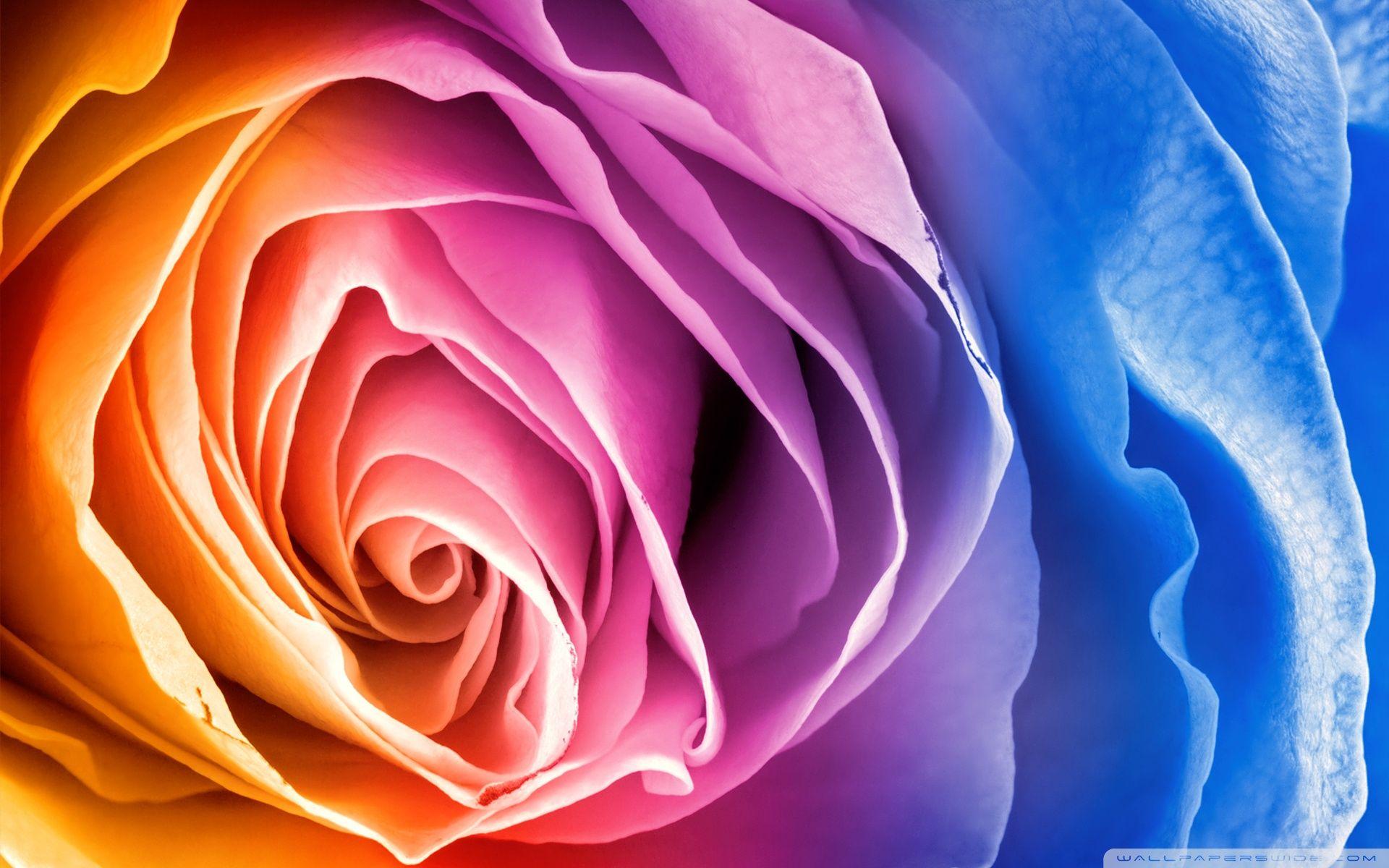 Rainbow Rose ❤ 4K HD Desktop Wallpaper for 4K Ultra HD TV • Wide