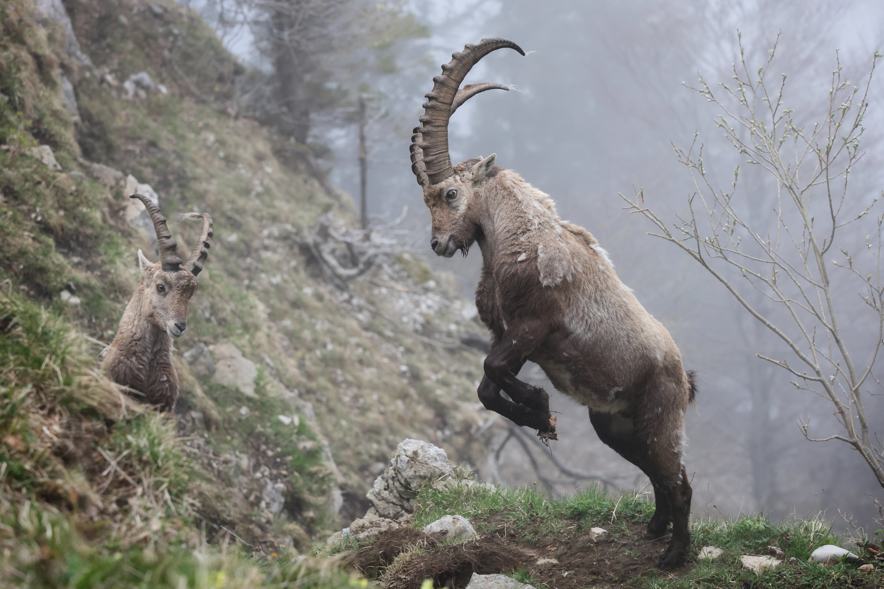 Animal Mountain Goat HD Wallpaper