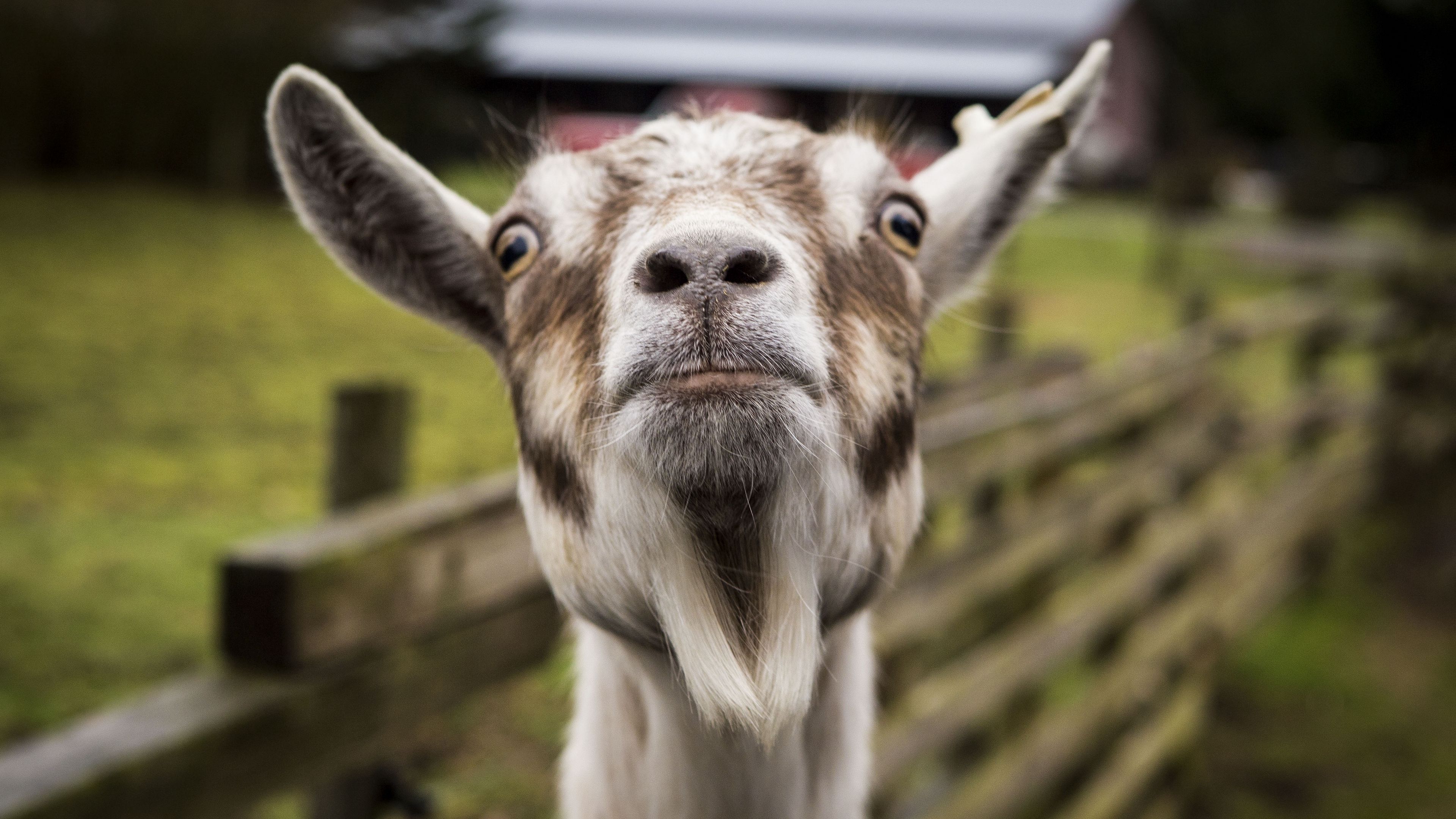 Download wallpaper 3840x2160 goat, muzzle, funny 4k uhd 16:9 HD background