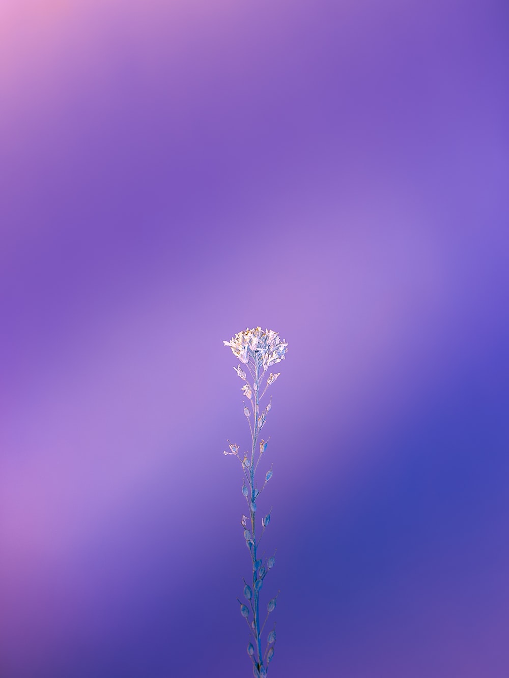 Purple Wallpaper: Free HD Download