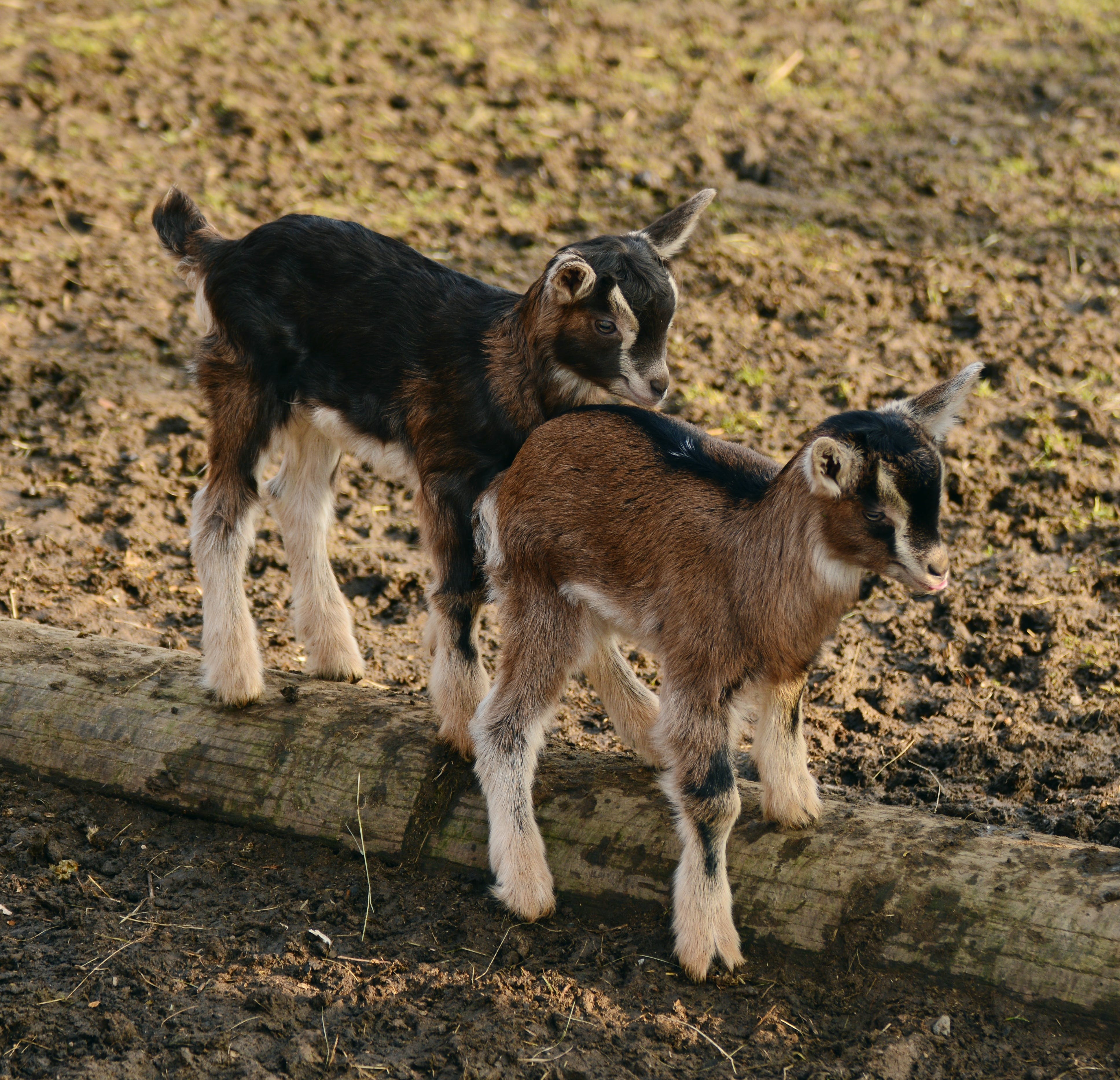 Baby Goat Photo, Download The BEST Free Baby Goat & HD Image