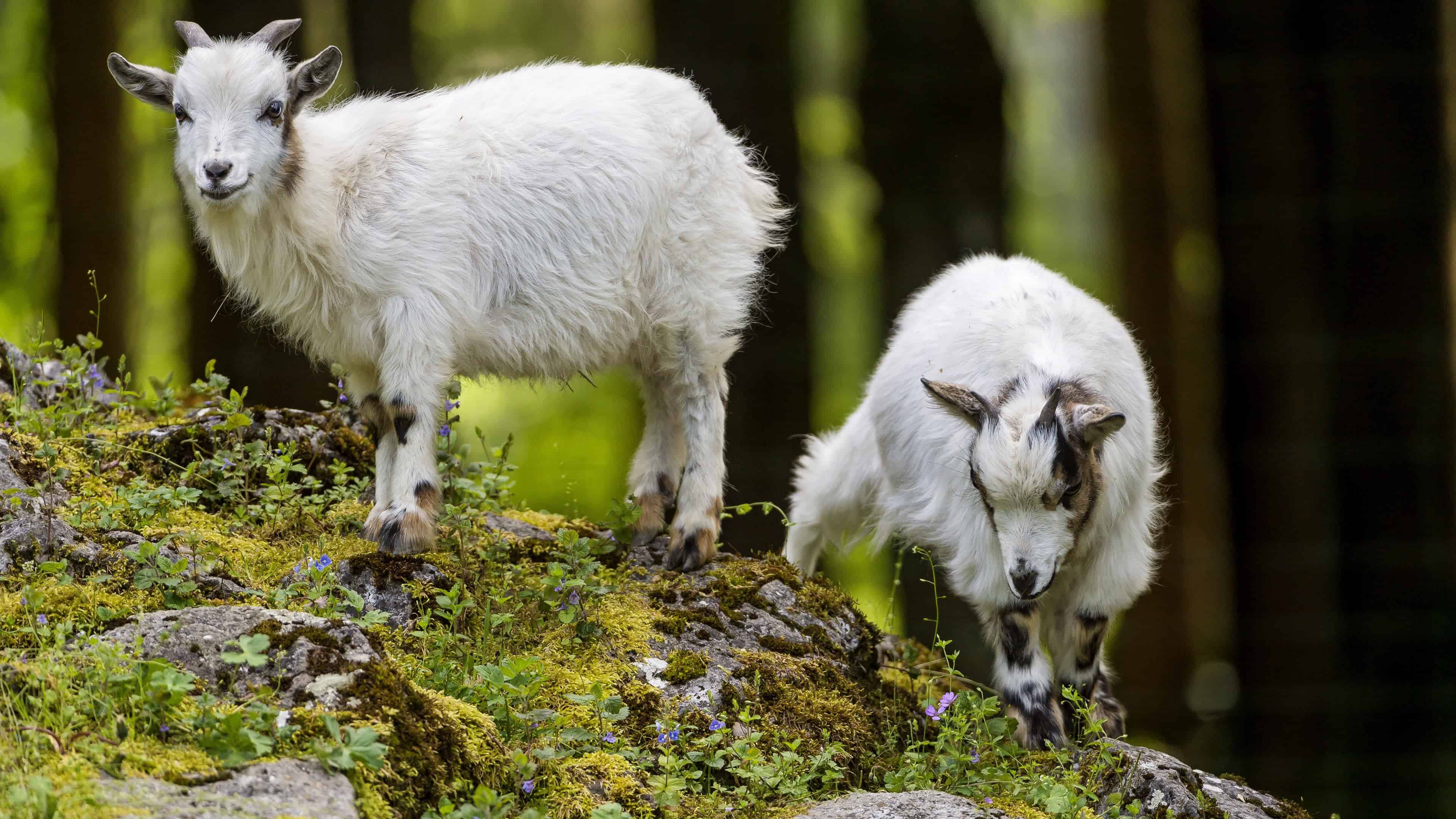 Goats Grazing UHD 4K Wallpaper