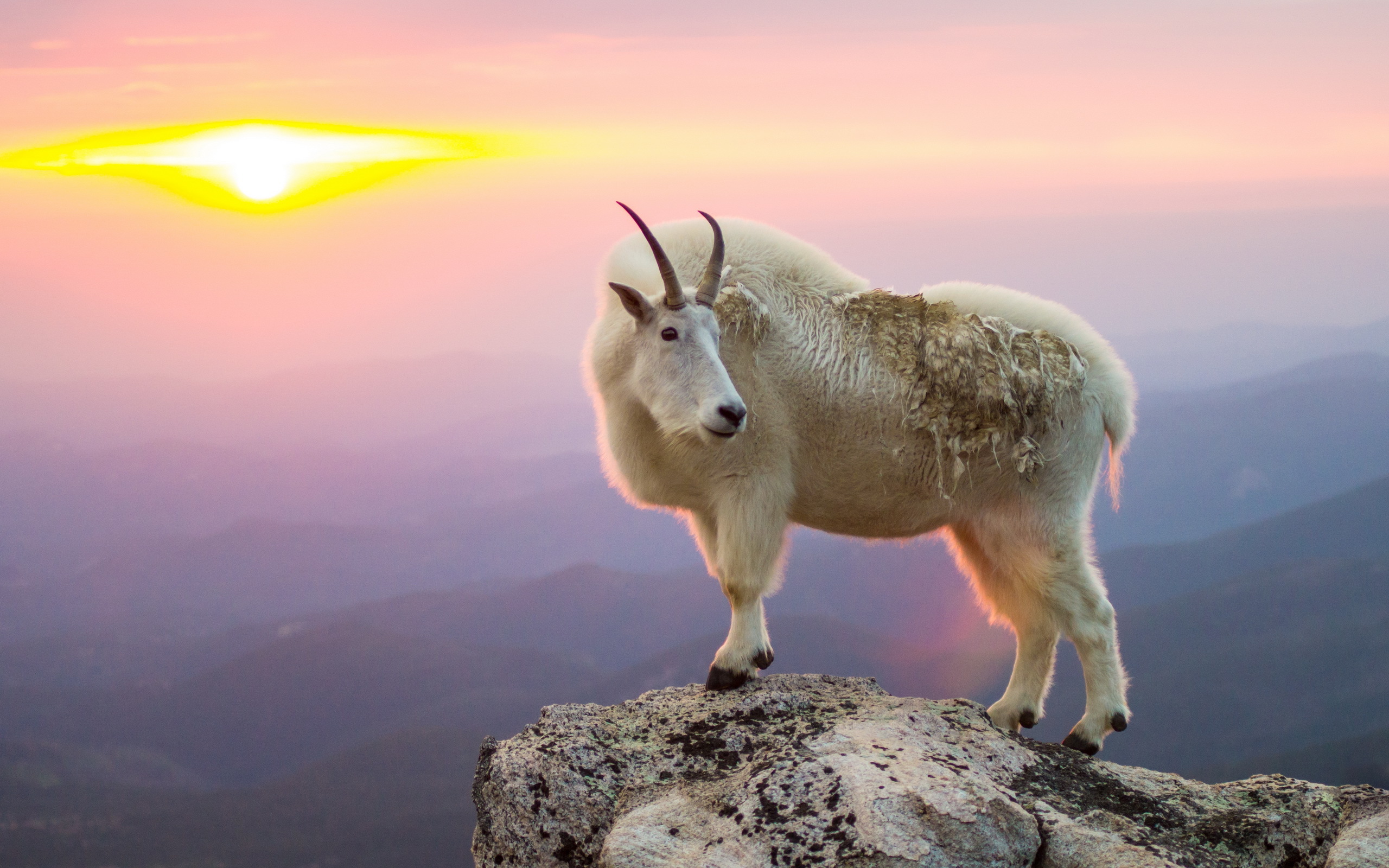 Animal Mountain Goat HD Wallpaper