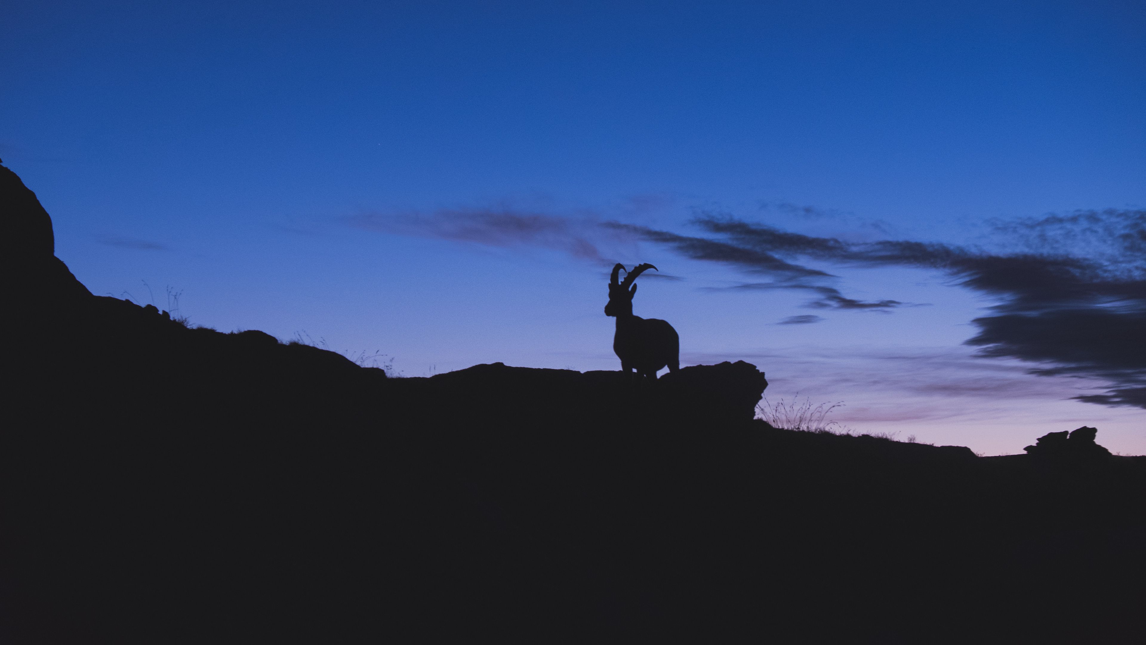 Download wallpaper 3840x2160 mountain goat, silhouette, night 4k uhd 16:9 HD background