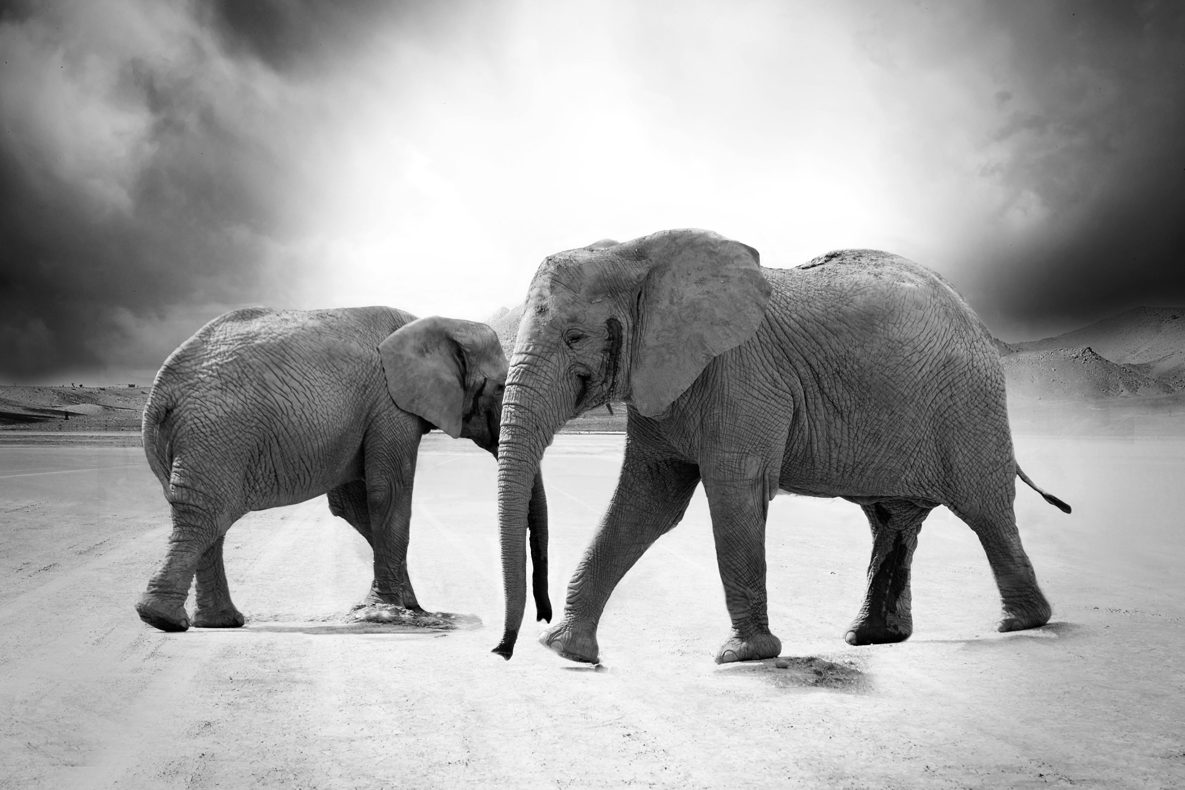 1,Best Elephant Image · 100% Free Downloads