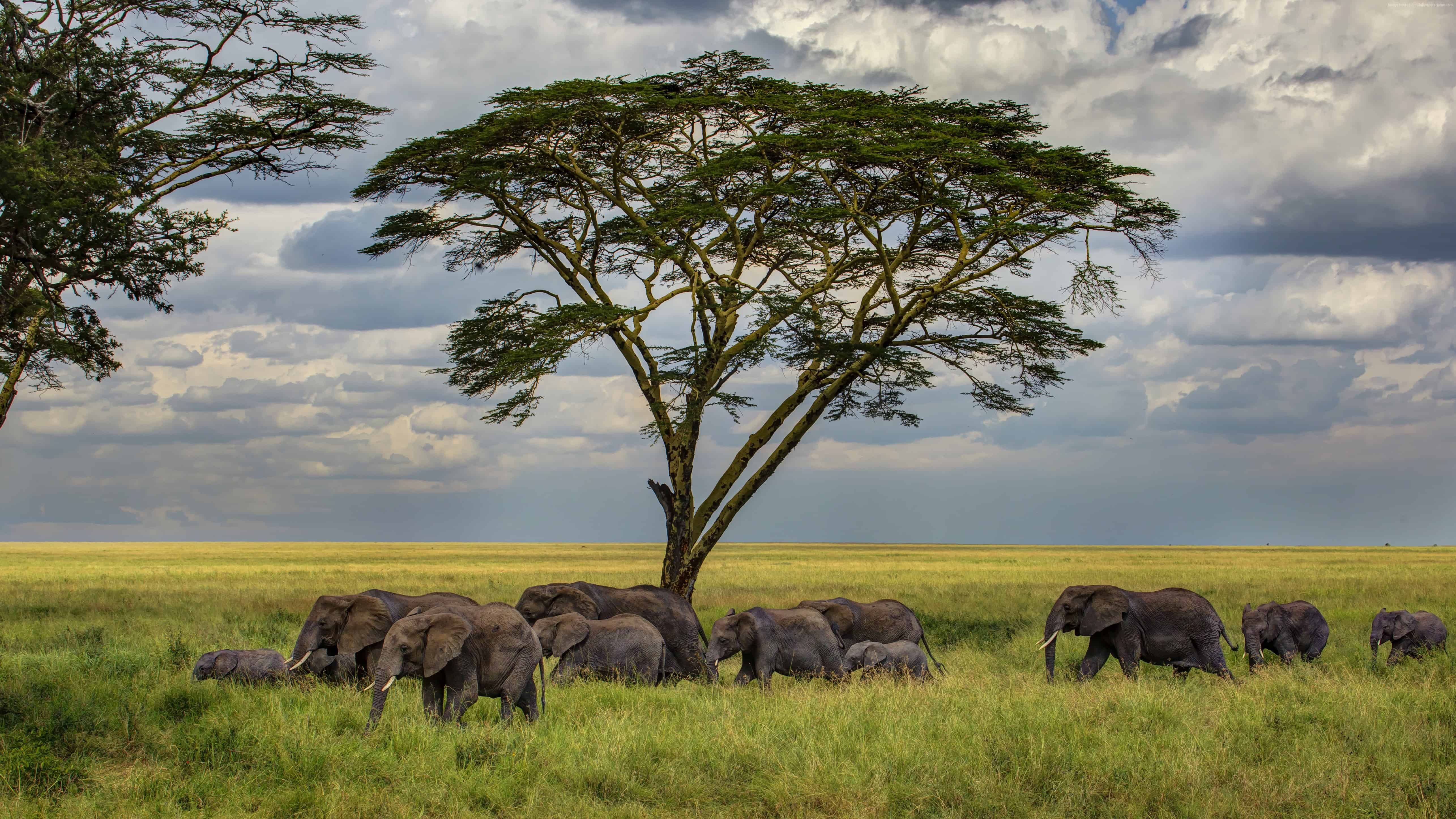 Elephant 5142x2892 5k 4k Wallpaper Savanna Tree Clouds 4777 Moka Safaris