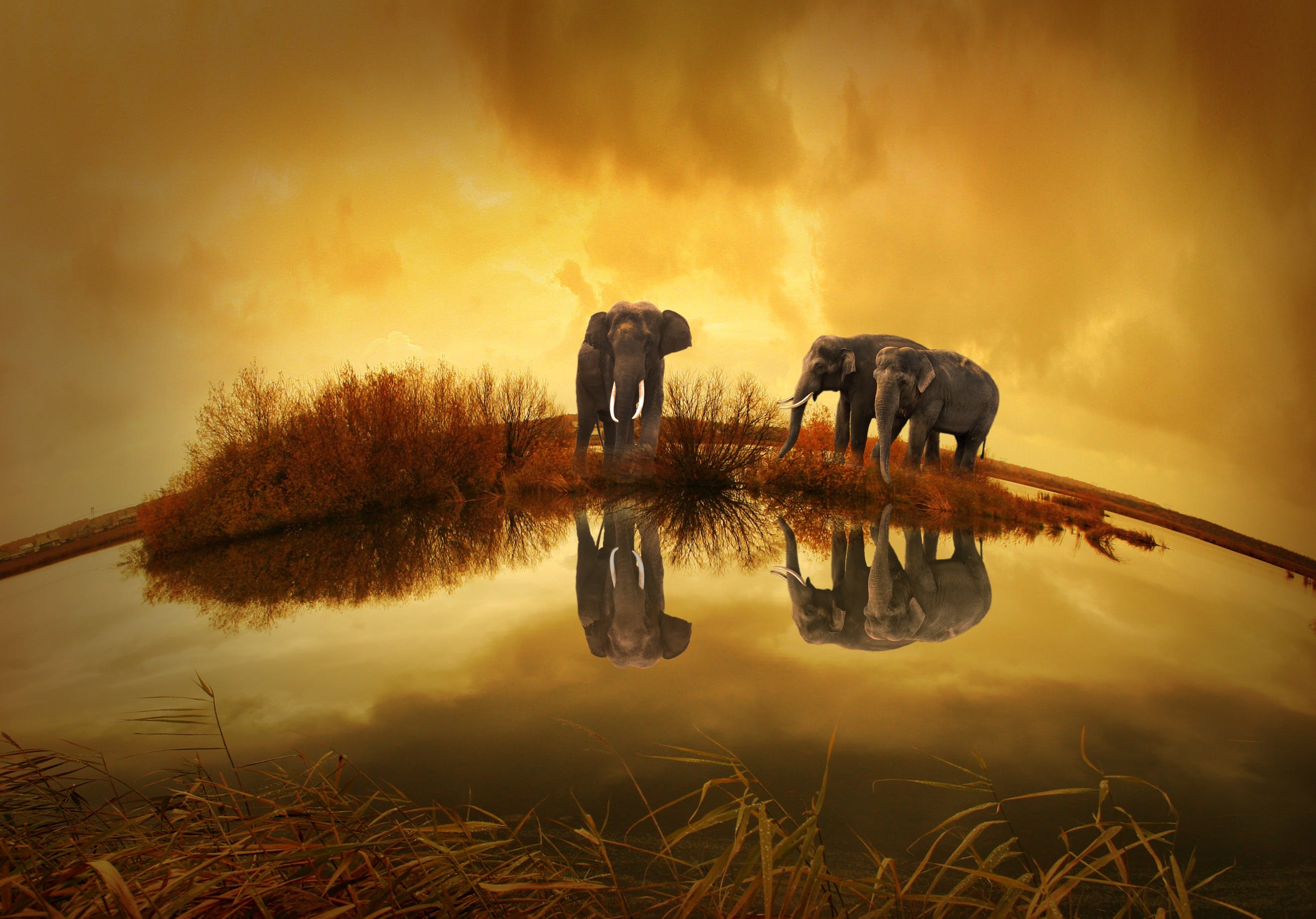 1,Best Elephant Image · 100% Free Downloads