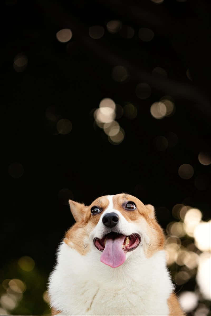 Download Cute Corgi Black Background Wallpaper