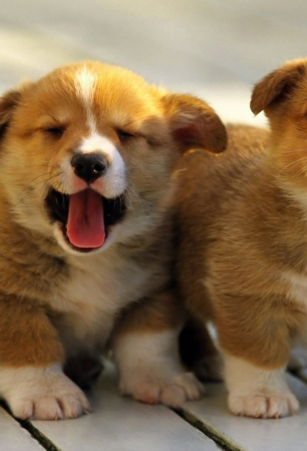 Welsh Corgi Puppies Wallpaper for iPhone 11, Pro Max, X, 8, 7, 6