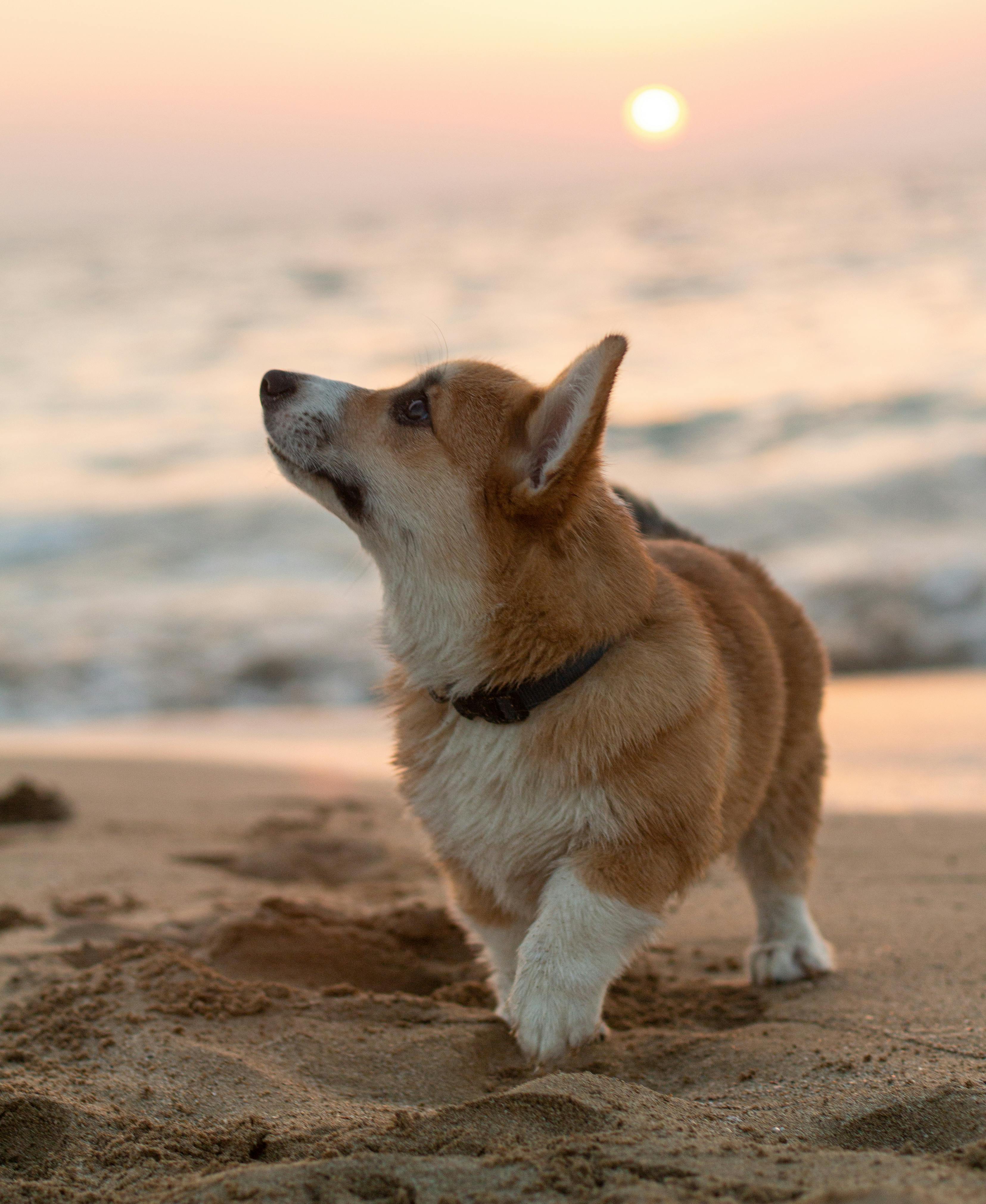 A Border Collie on the Beach · Free