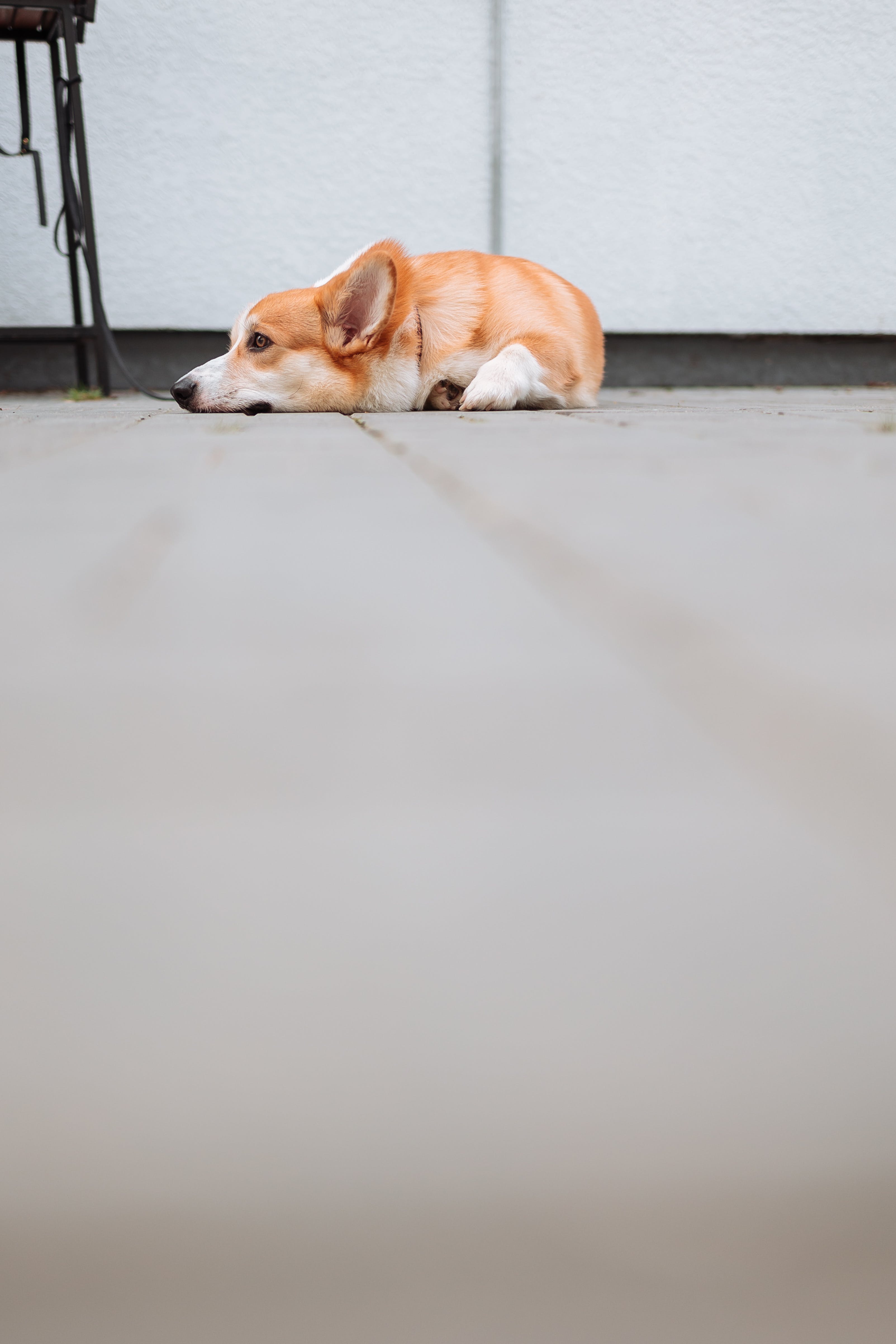 An Adorable Corgi Lying on the Floor · Free
