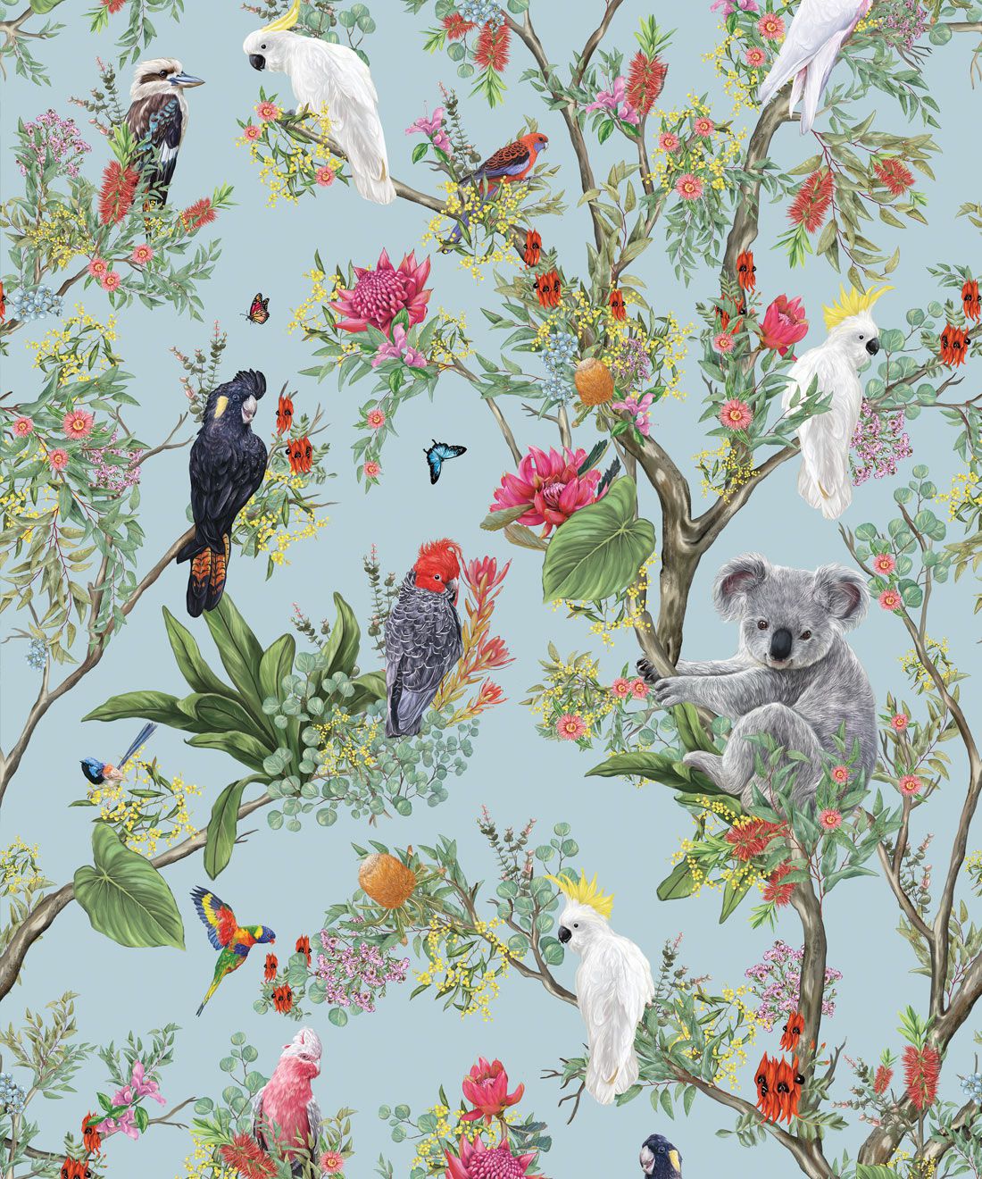 Australia Wallpaper • Koalas and Cockatoos USA